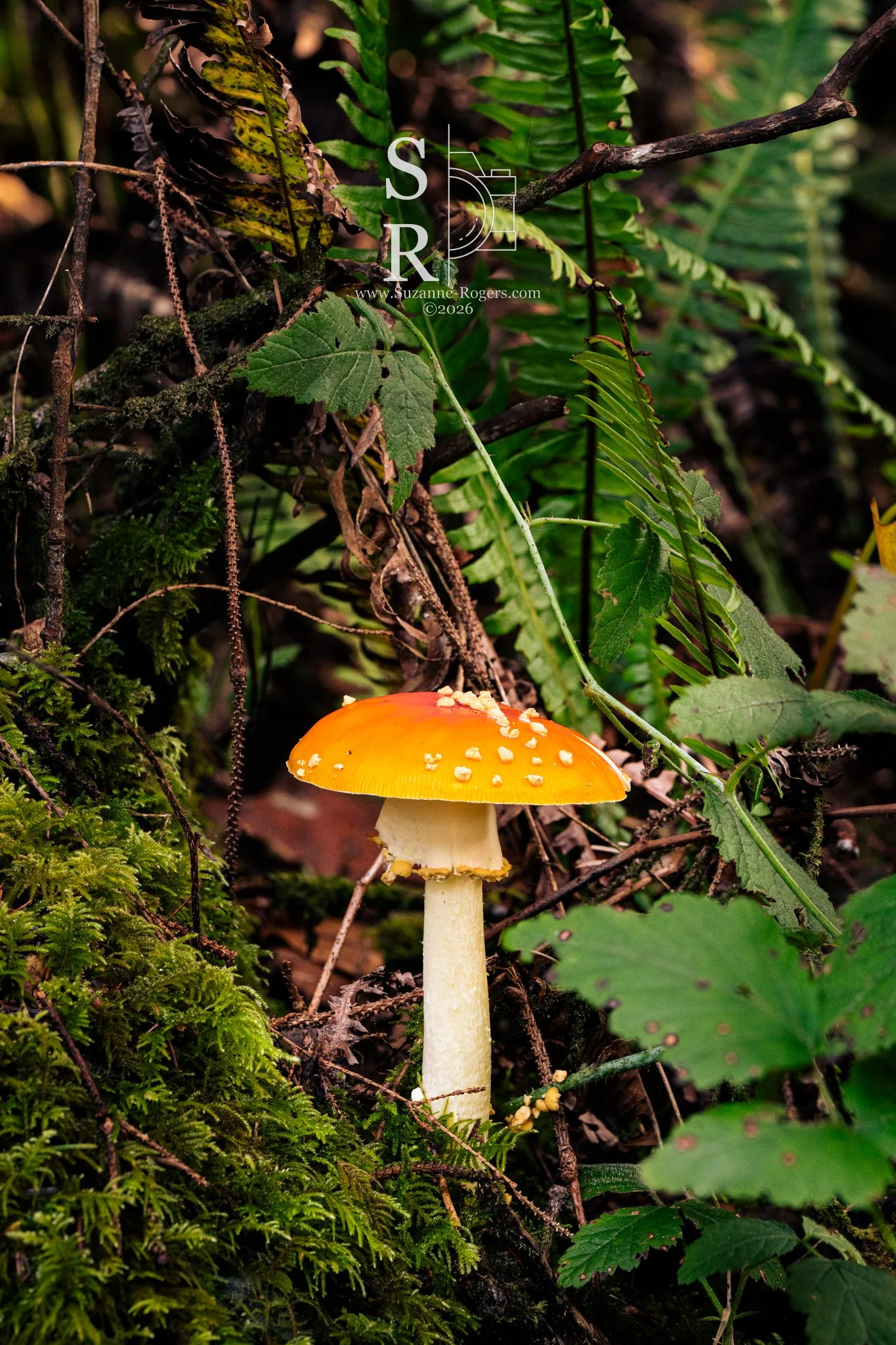 Oregon