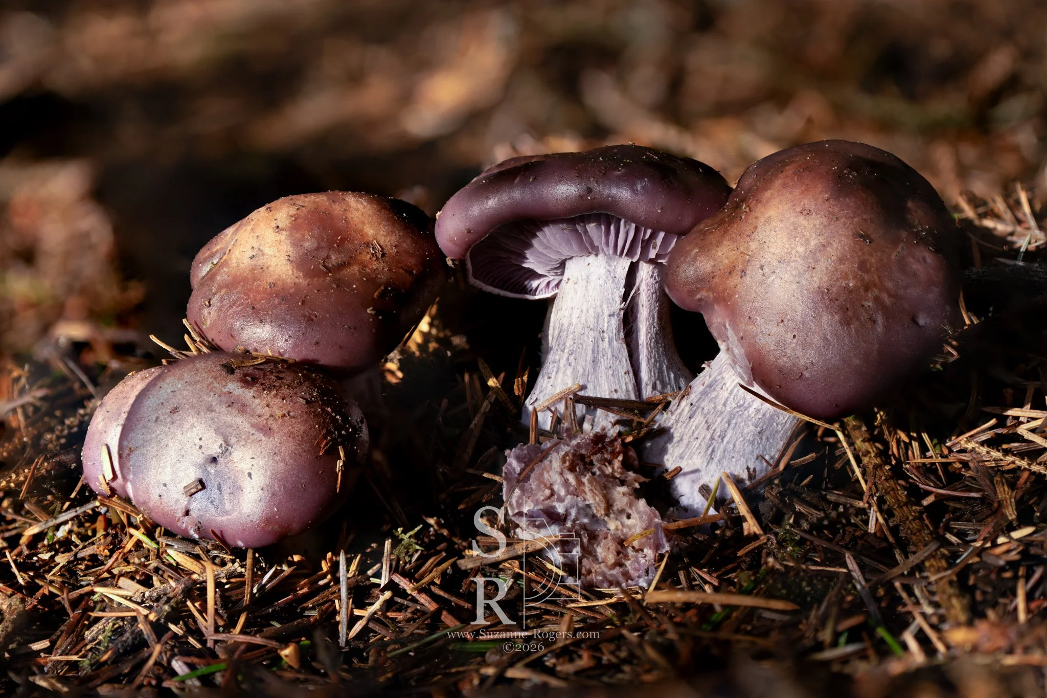Untitled-2-3.jpg