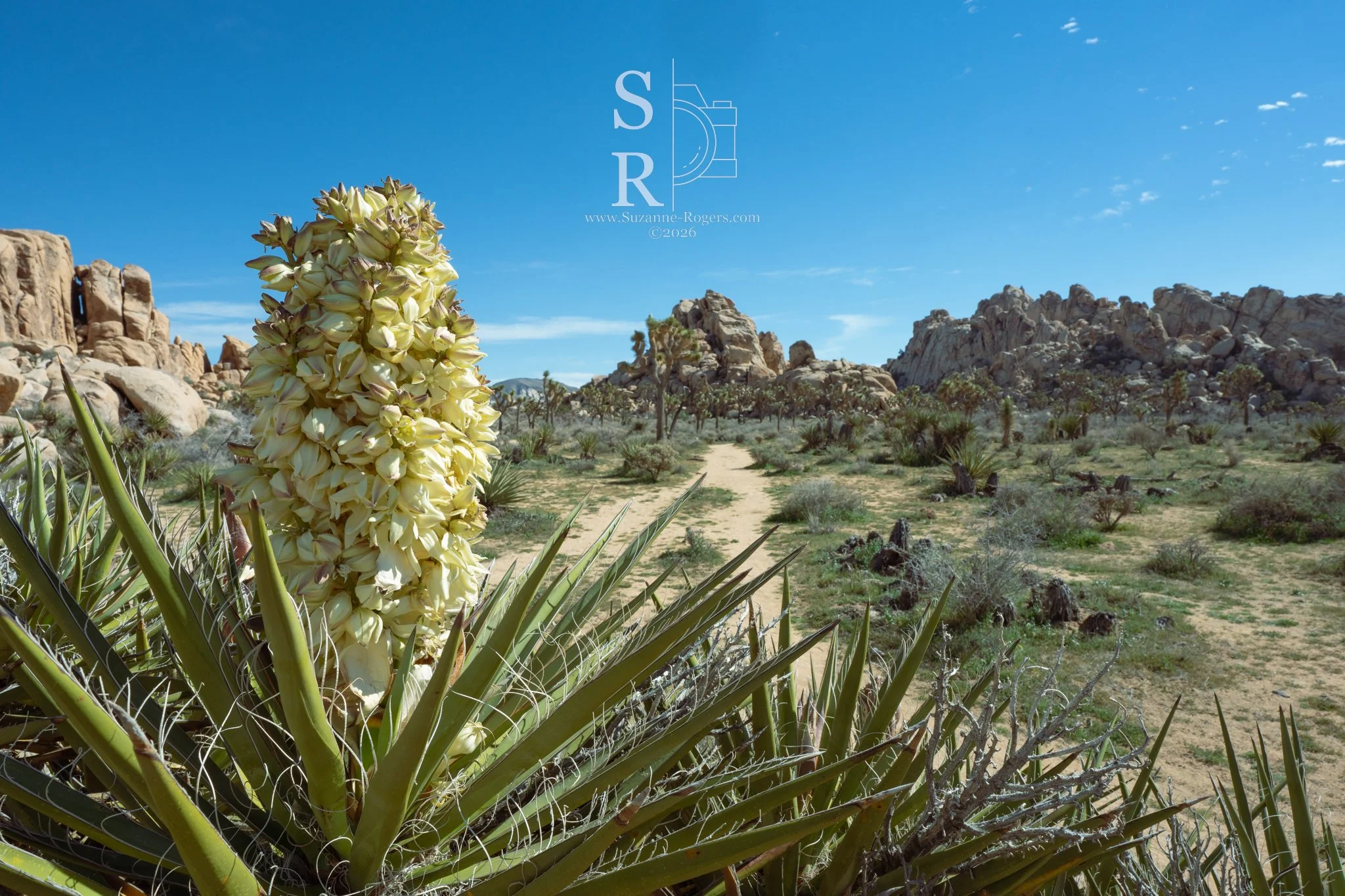 Joshua Tree National Park, California