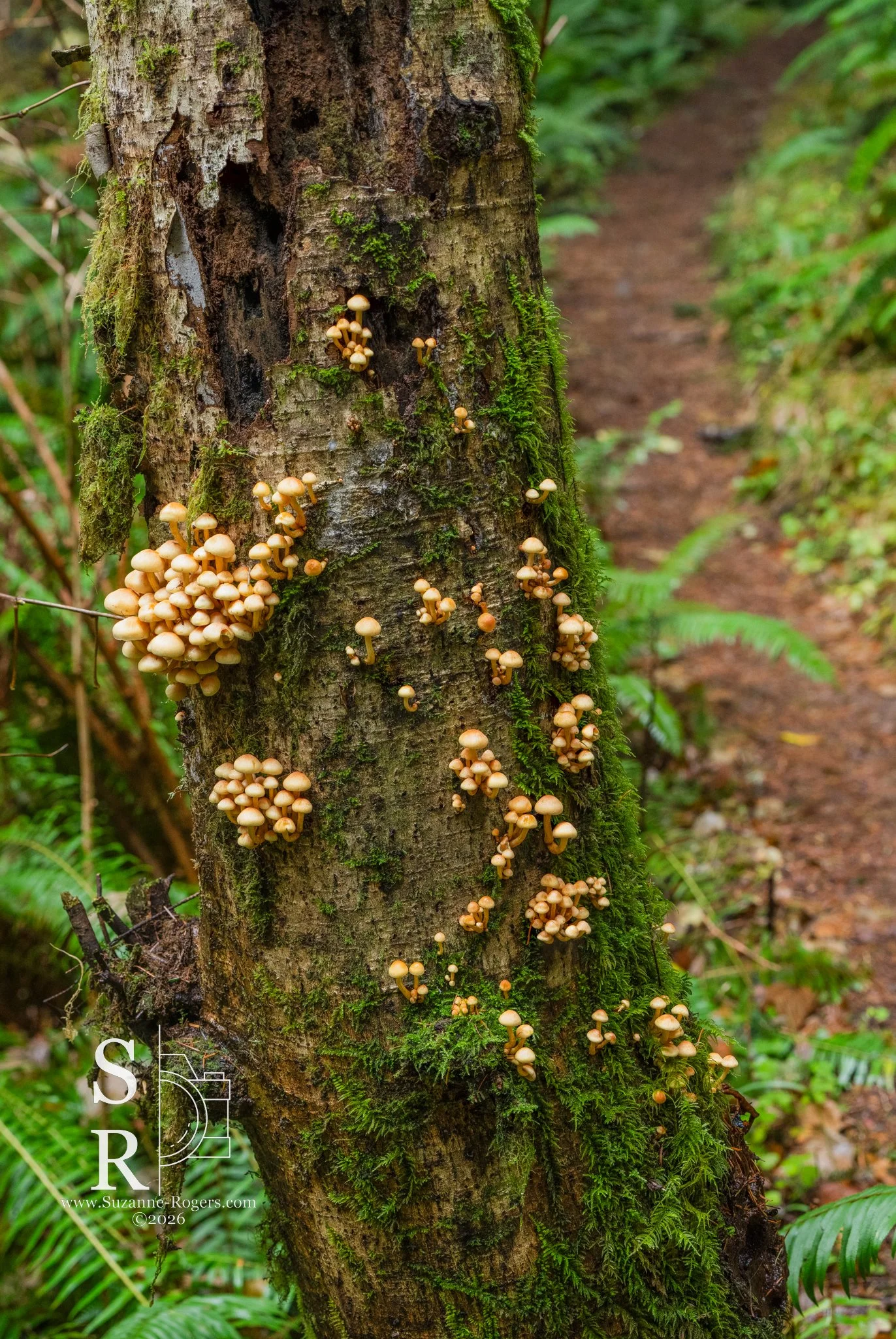 Oregon