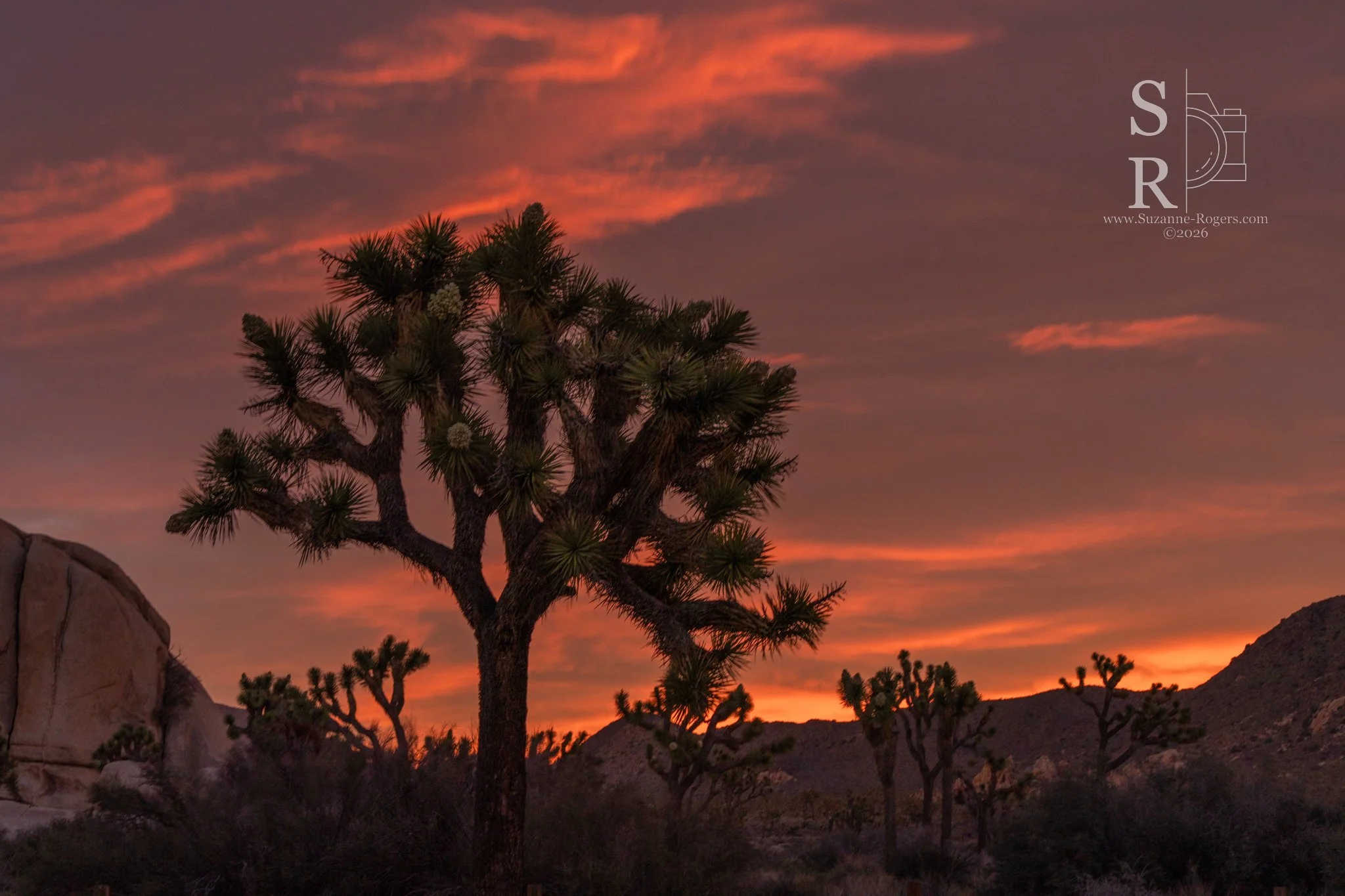 Joshua Tree National Park, California