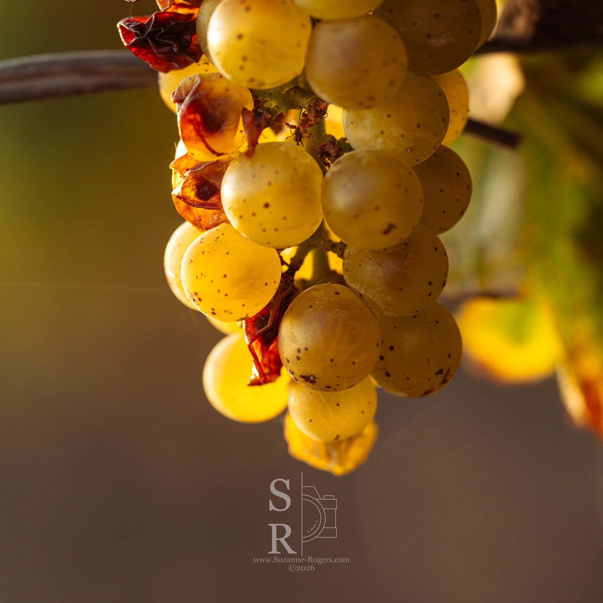 Alexander Valley, California