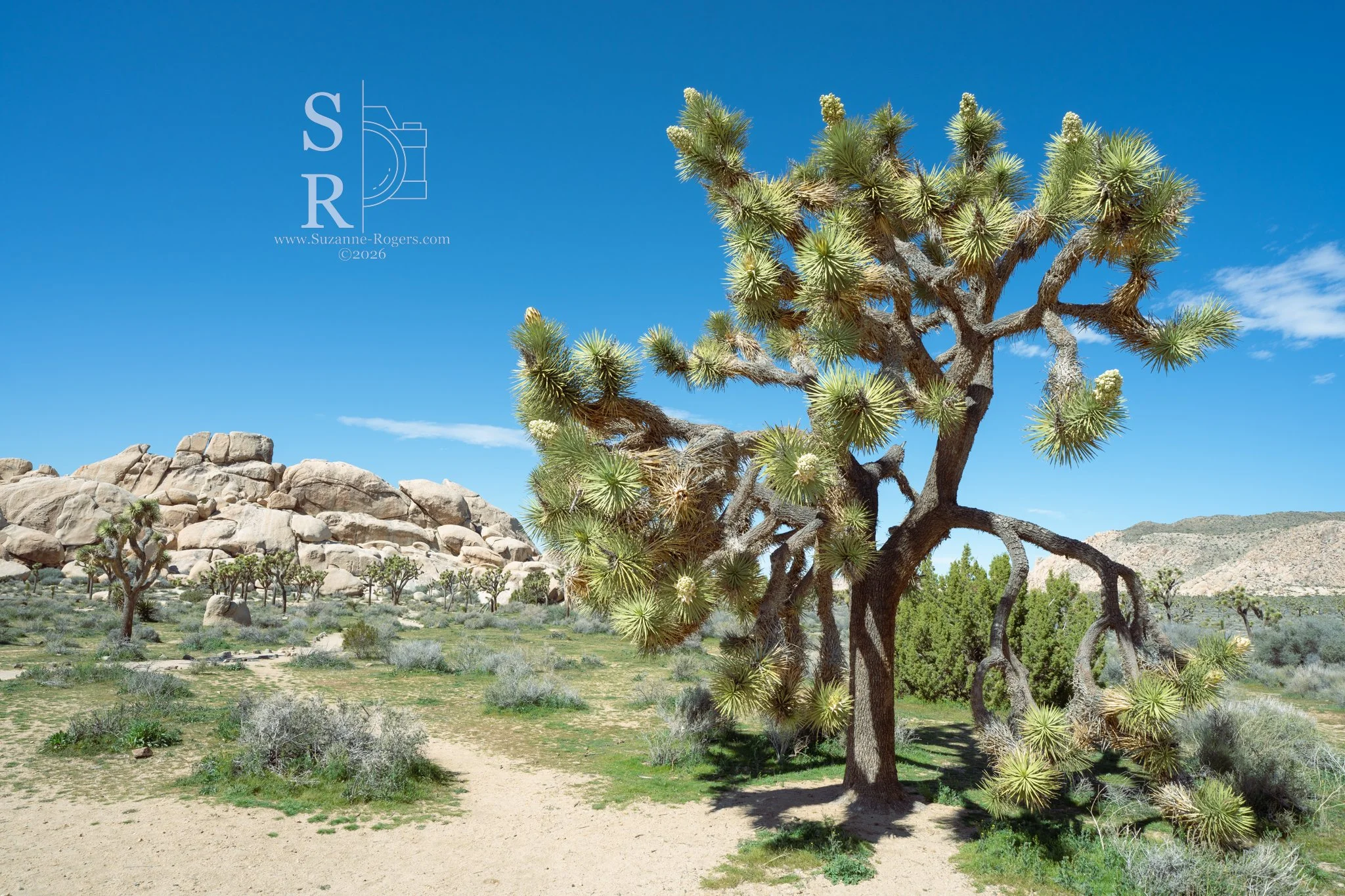 Joshua Tree National Park, California
