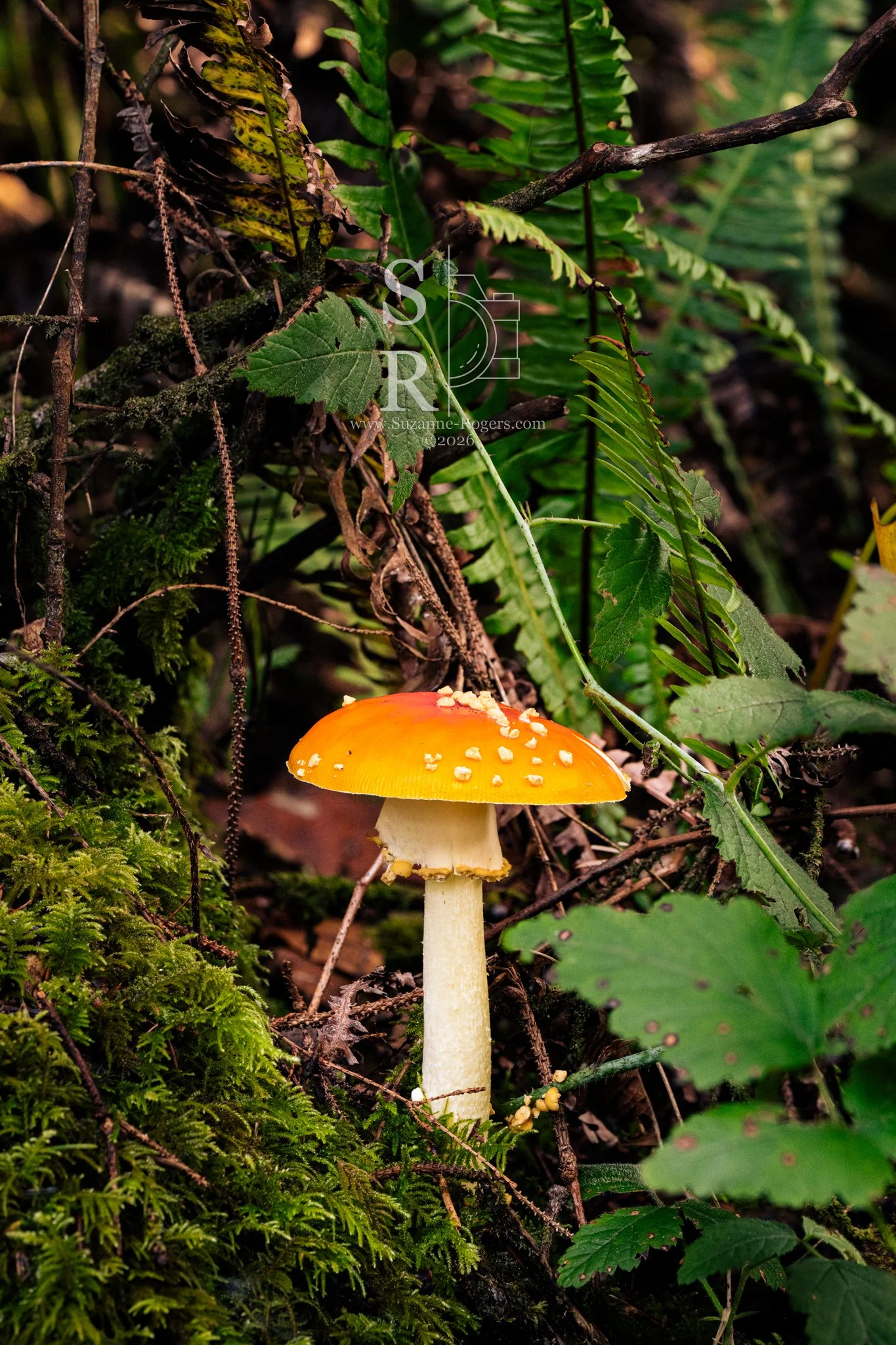 Untitled-2-2.jpg