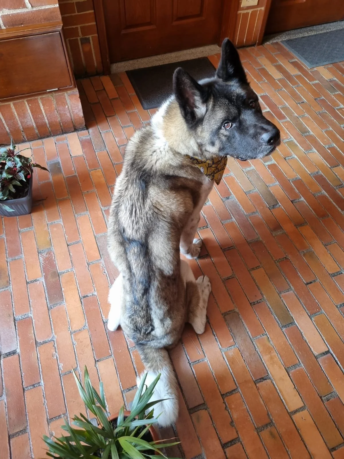 Perro de raza pastor alemán sentado en un piso de ladrillos junto a dos plantas de interior, mirando hacía arriba.