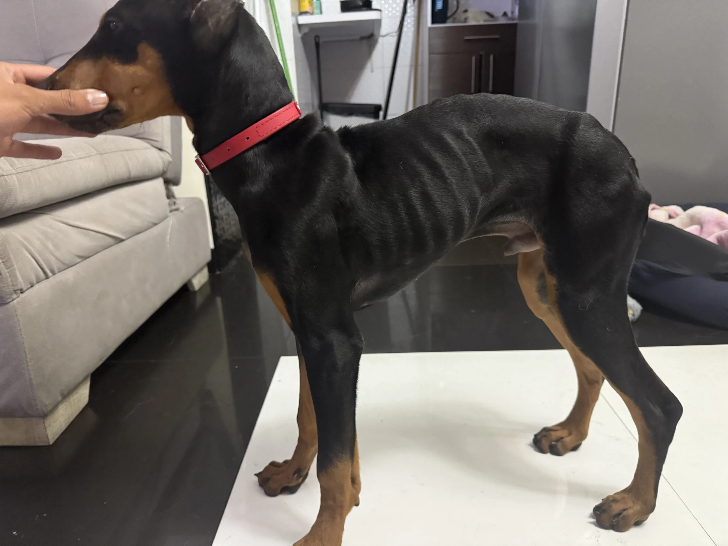 Un perro raza Doberman con collar rojo, en interiores, siendo acariciado en la cabeza por una mano humana.