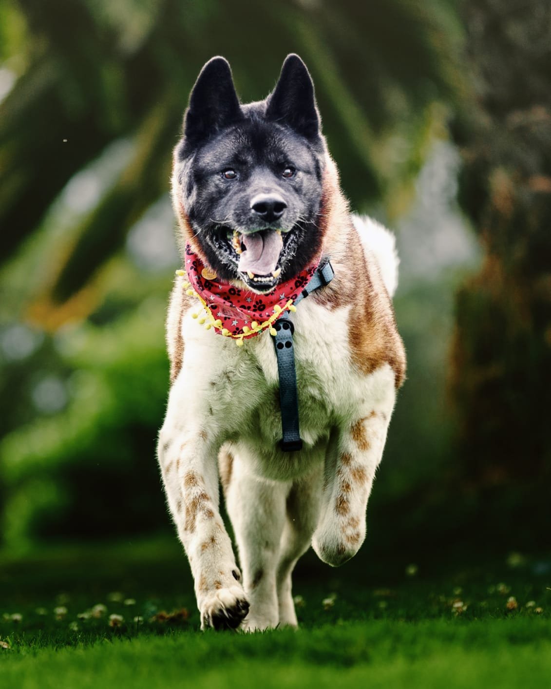 Perro de raza mezcla corriendo en césped, con collar y bandana roja