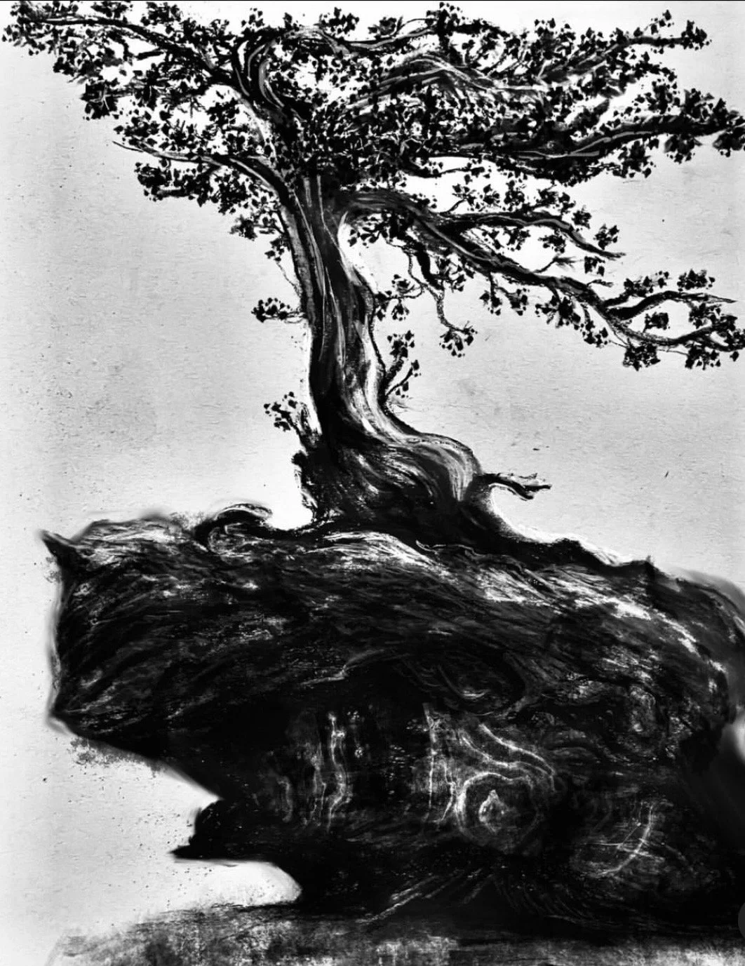 Desolation Wilderness Tree Print