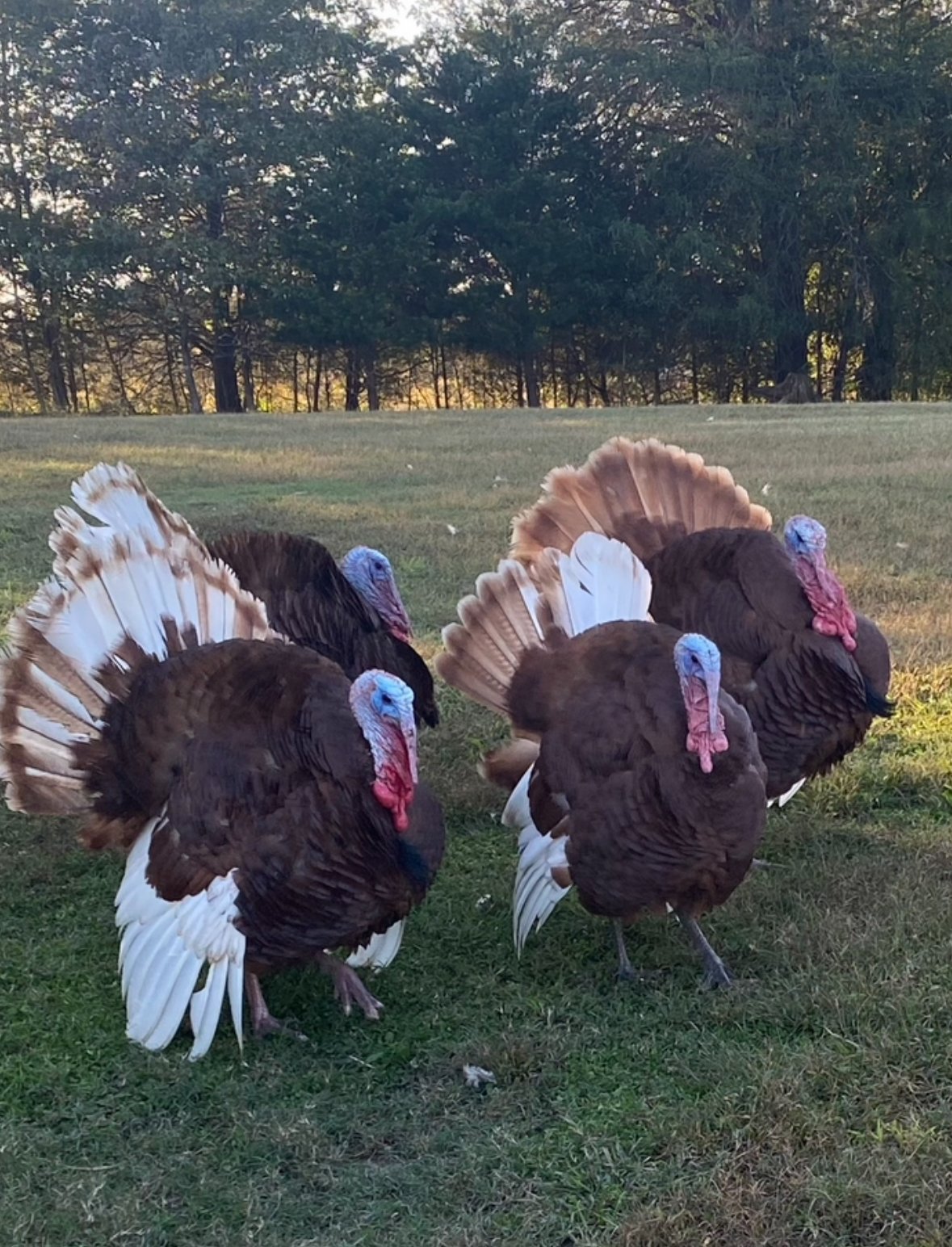 Turkeys