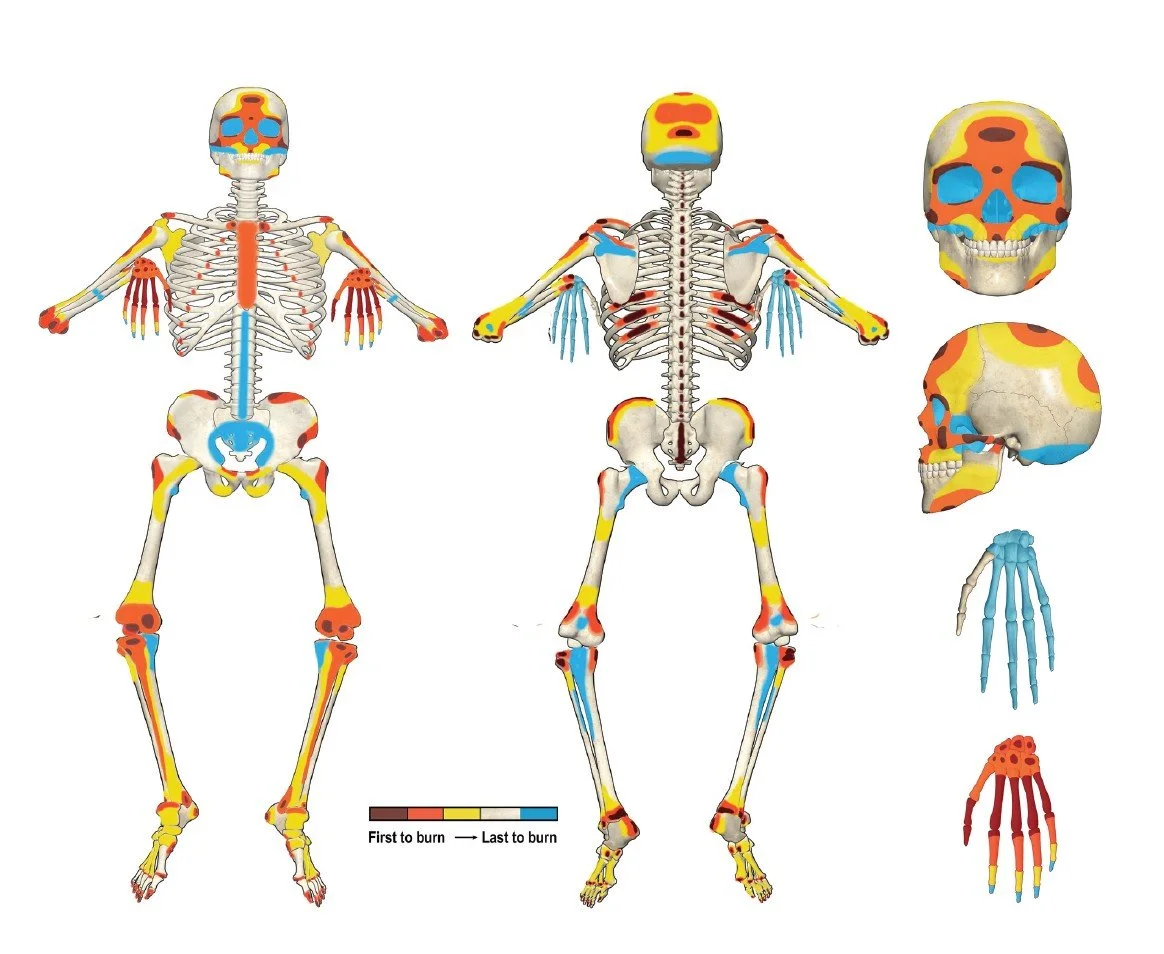 Buned Human Skeletal Remains.jpg