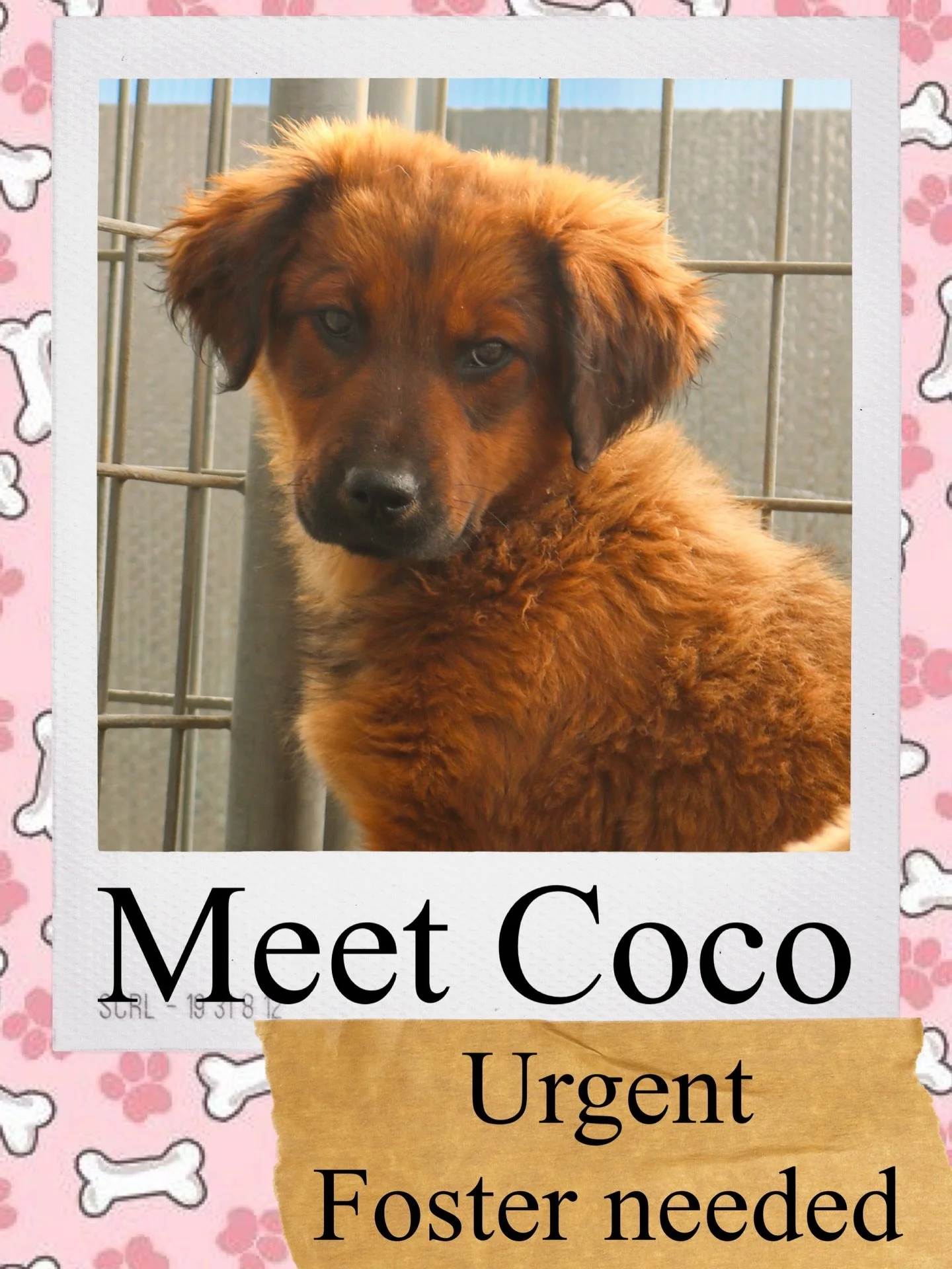 She&rsquo;s sweet, she&rsquo;s gentle, and she&rsquo;s tired of waiting behind kennel doors 💔🐾

This girl doesn&rsquo;t need a forever commitment &mdash; she just needs a temporary place to breathe, stretch out, and feel safe again. Fostering gives