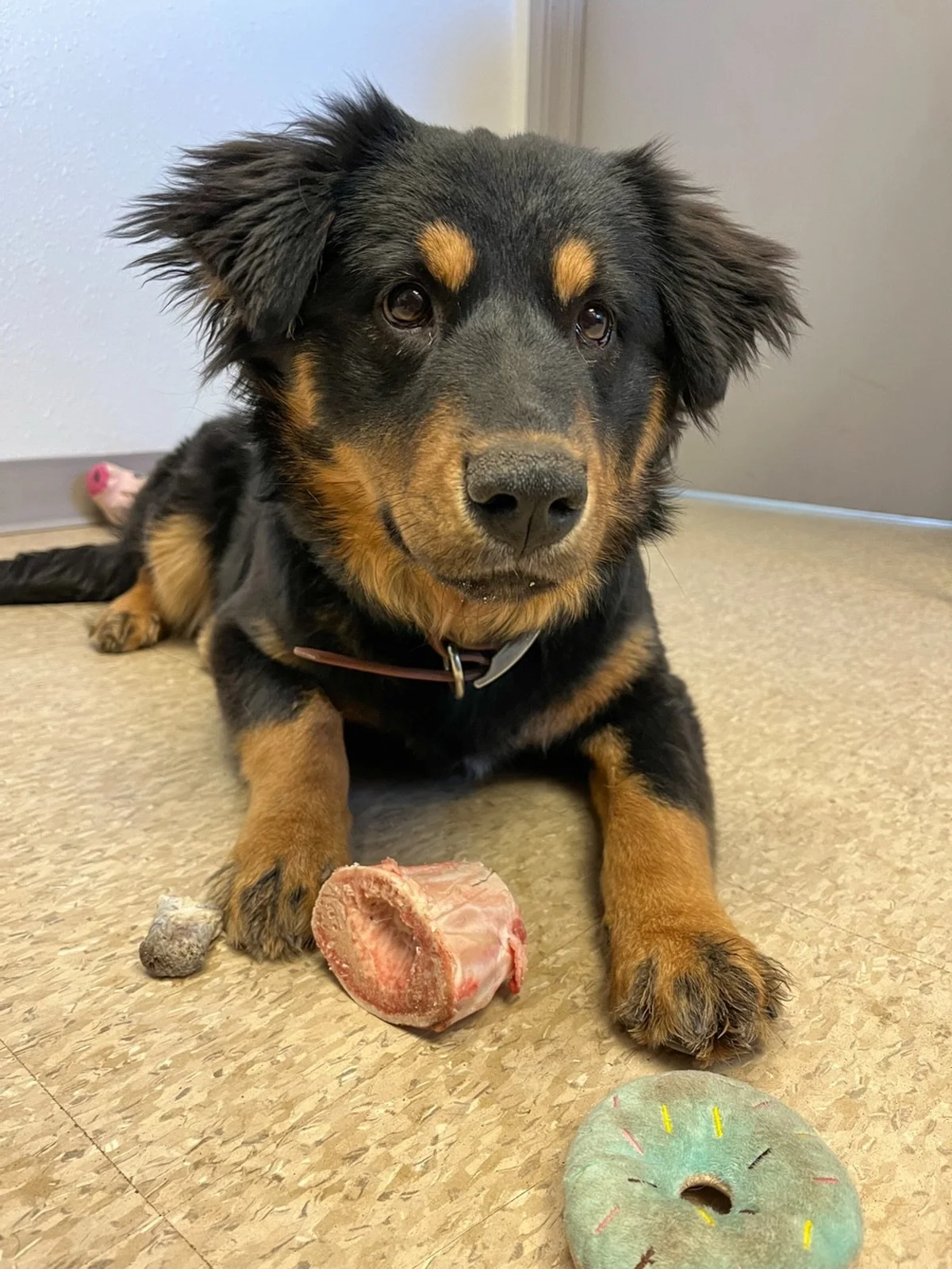 Huge THANK YOU to Smith&rsquo;s Grocery for donating $180 worth of bone marrow bones for our shelter pups while it was too cold for them to spend much time outside! 🦴❄️

Because of your generosity, tails were wagging, boredom was busted, and our dog