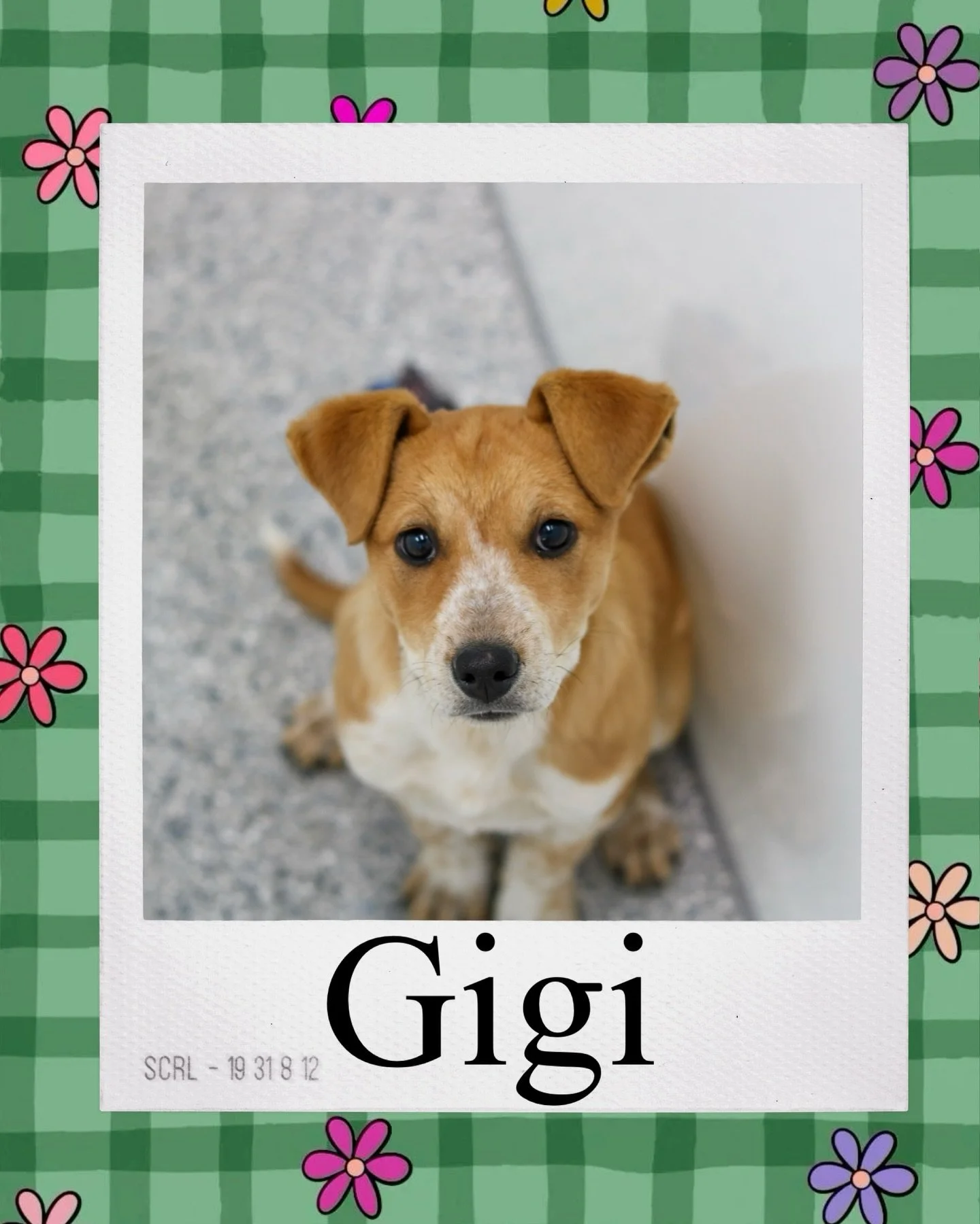 Girls just wanna have fun 💗🐾
These cattle dog mix queens are smart, spunky, and FULL of personality. Adventure buddies? ✔️ Loyal besties? ✔️ Zoomie champions? ✔️

They&rsquo;re ready to run, play, learn, and head home with you. Come meet the girls 