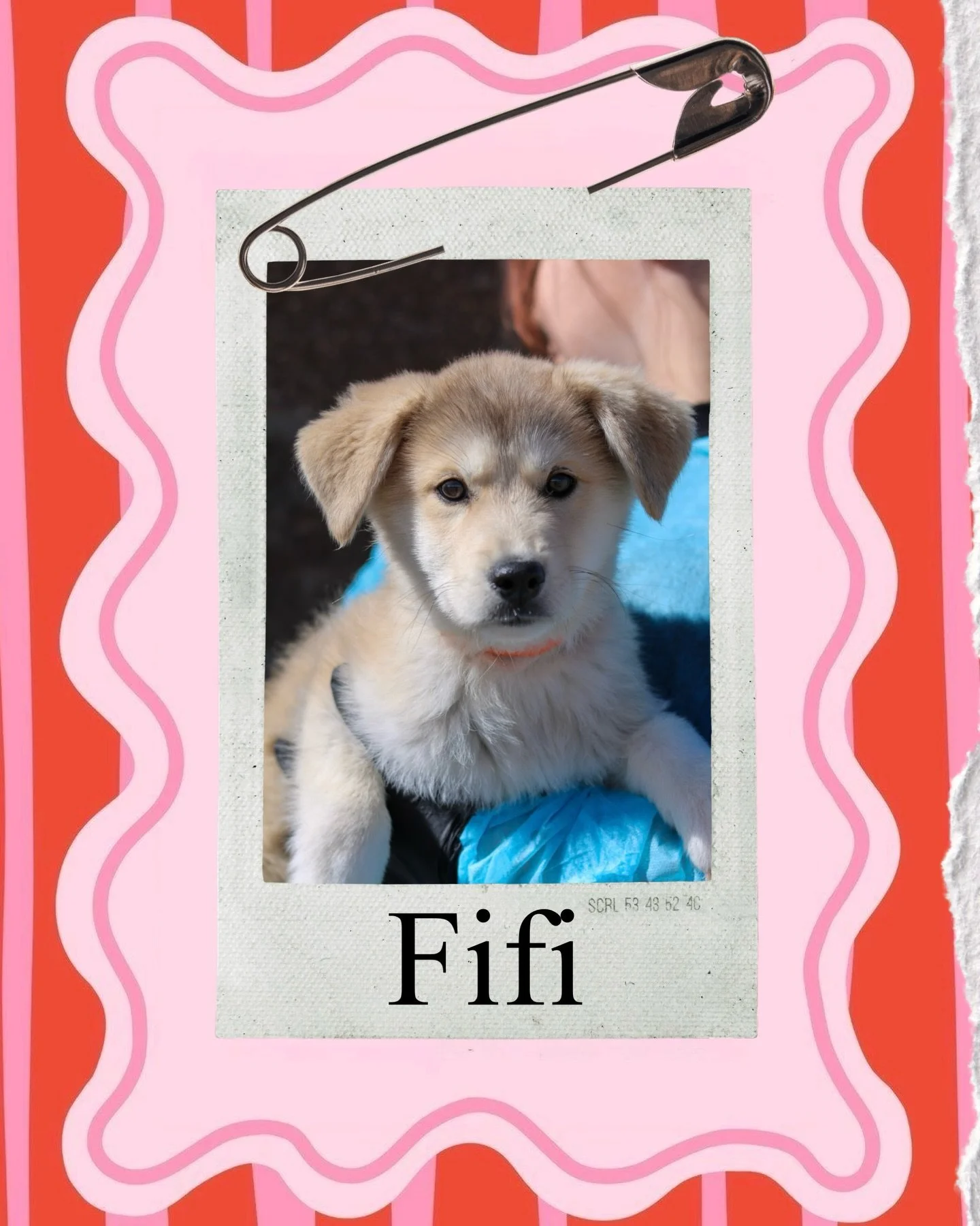 The fluff.
The eyes.
The sweet little puppy kisses. 🥹

These husky mix girls are full of love and ready to start their forever stories. They&rsquo;re playful, gentle, and have that perfect mix of spunky and snuggly.

Don&rsquo;t let these sisters gr
