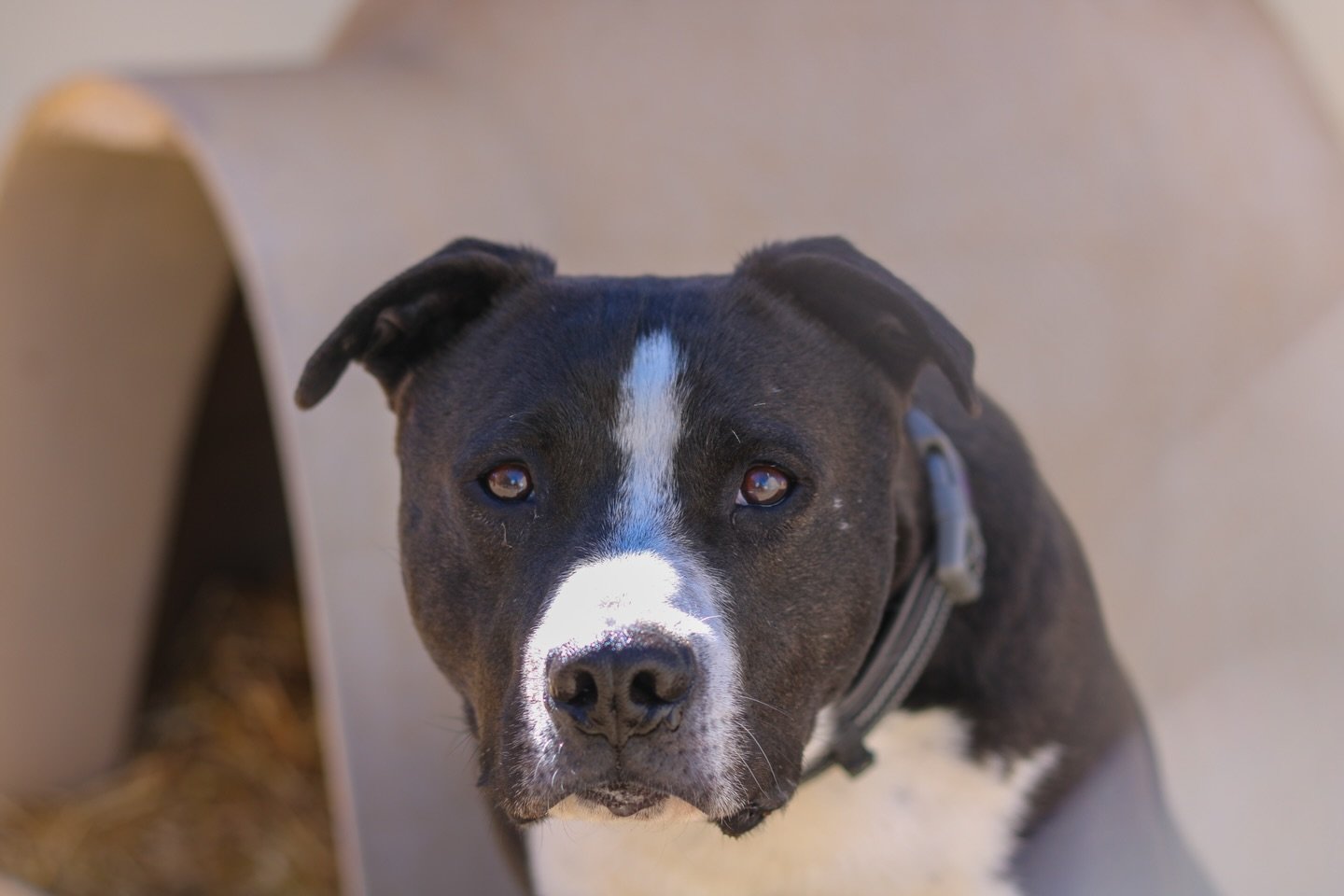 Where second chances begin and forever families are made. ❤️🐶 #shelterdog #animalovers