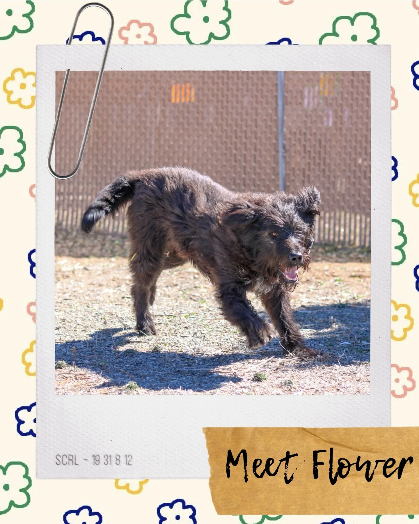 Meet Flower 🌸

Flower is an 8-month-old bundle of joy who&rsquo;s ready to sprinkle some puppy magic in your life! This little guy is hypoallergenic, super sweet, and has already lived in a house, so he&rsquo;s got a head start on being a homebody p