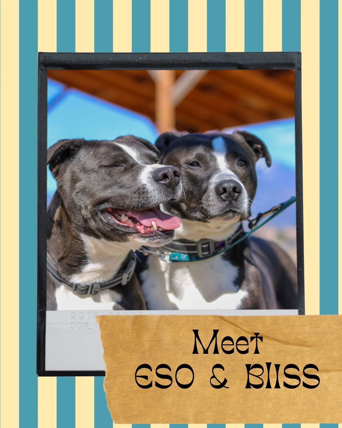 💙 Bonded boys Eso &amp; Bliss 💙

Double the love. Double the cuddles. Double the chaos (the cute kind 😉).

These two are best friends for life and are looking for a home where they can stay together &mdash; because some bonds are just too special 