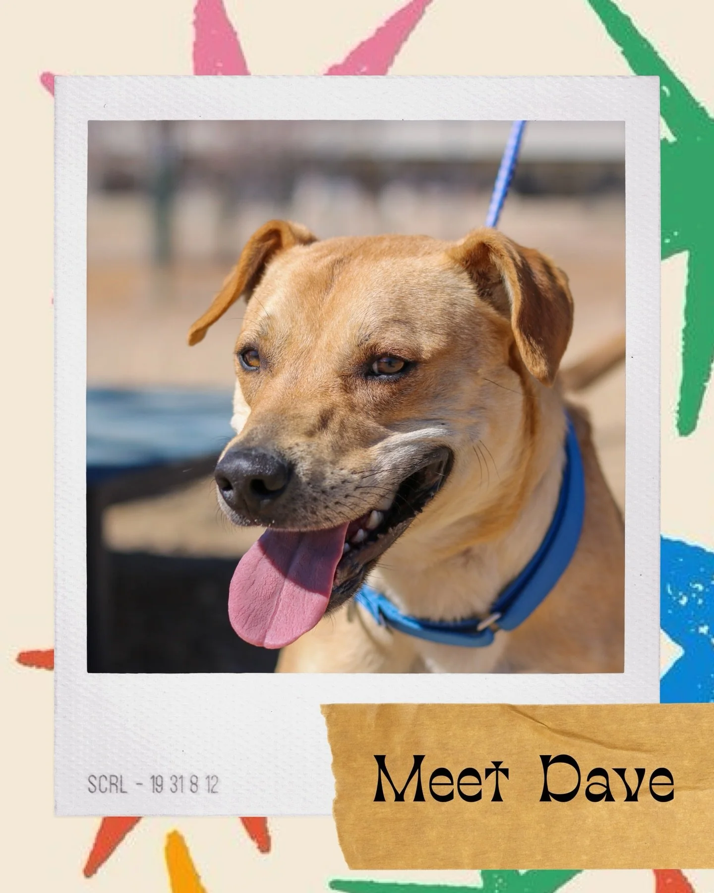 Dave: part dog, part comedian, 100% good boy 🤪🐾

This goofy little dude is accepting applications for a full-time position as your personal entertainment system, cuddle supervisor, and snack quality tester.

Side effects of adopting Dave may includ