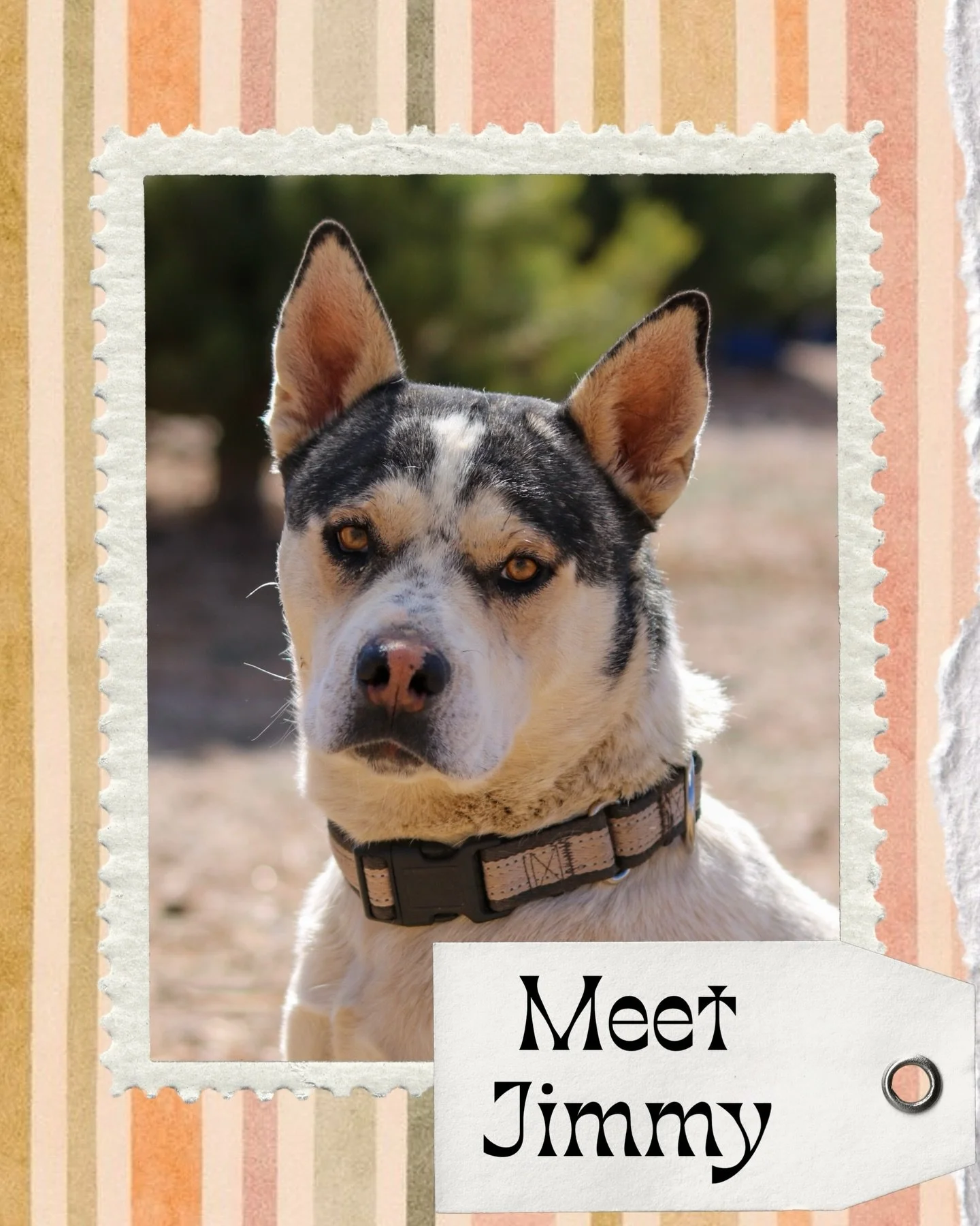 Jimmy: CEO of cuddles, president of personal space violations, and my favorite little love bug 🥹💙

If you sit down&hellip; he&rsquo;s in your lap.
If you lay down&hellip; he&rsquo;s under your chin.
If you&rsquo;re sad&hellip; he&rsquo;s already fi