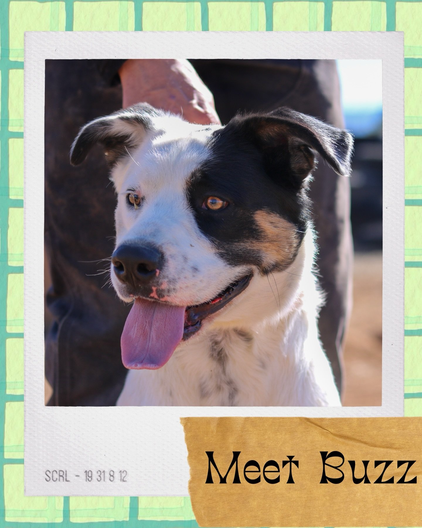 Buzz is your go-go-go, let&rsquo;s-hit-the-trail, windows-down kind of best friend! This high-energy adventure buddy is always ready for the next mission &mdash; whether it&rsquo;s hiking, running, exploring new smells, or just racing you to the car 