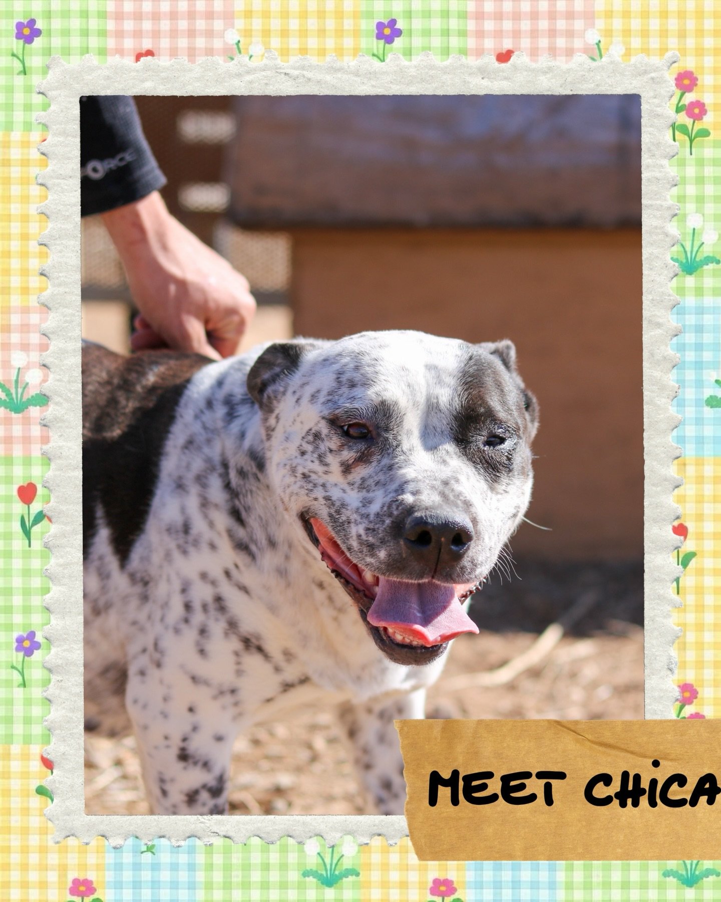 Chica is a sweet, soft-hearted baby who just needs a little time to feel safe. She might be a bit shy at first, taking her time to figure things out and get comfy in new spaces &mdash; but once she knows she can trust you, ohhh just wait.

That shy l