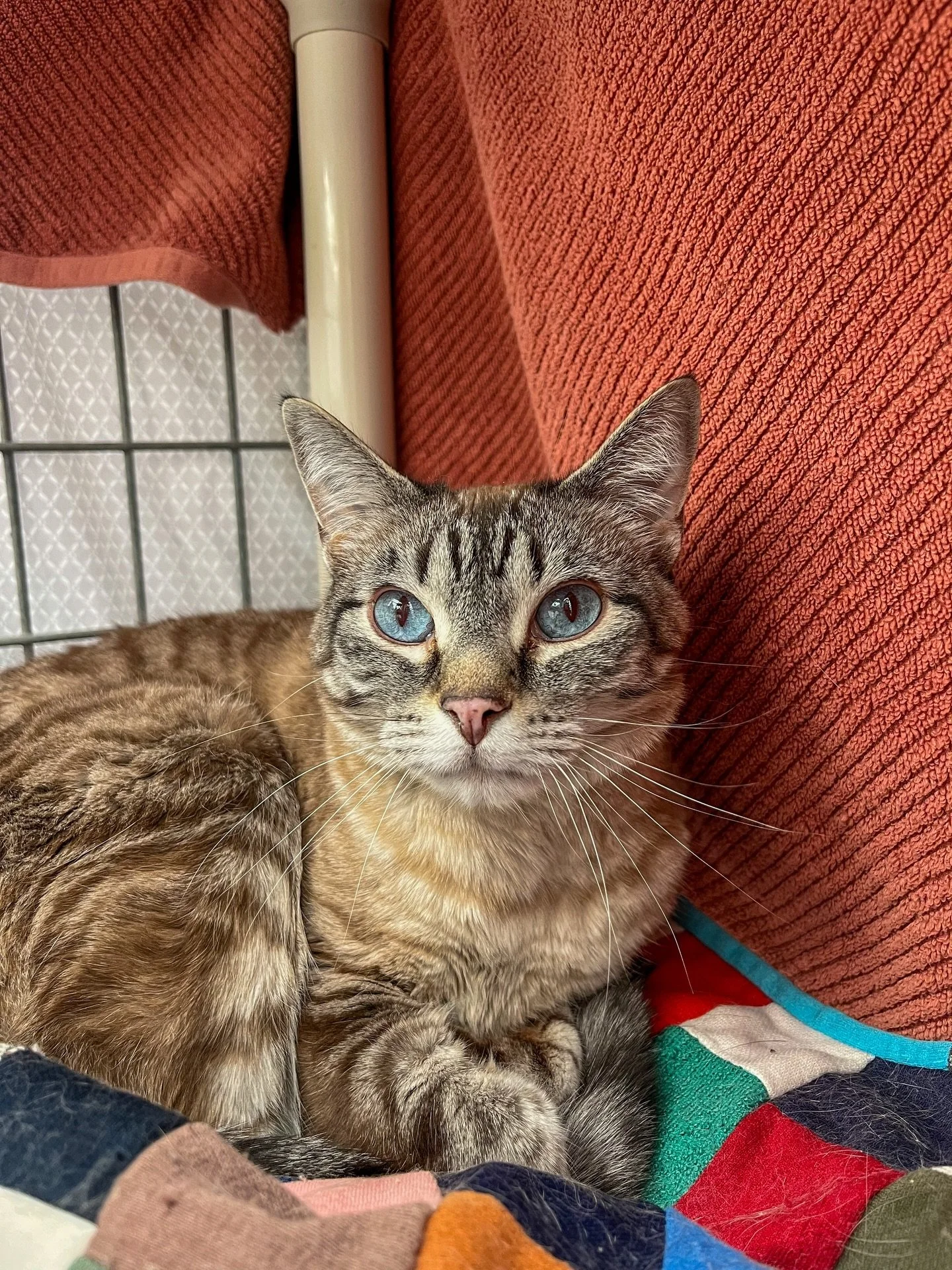 When STRAY HEARTS closed its doors, our community didn&rsquo;t stop caring&mdash;and that&rsquo;s because of all of you.

To the small rescues who immediately stepped up, opened your homes, rearranged your already full spaces, and said &ldquo;yes&rdq