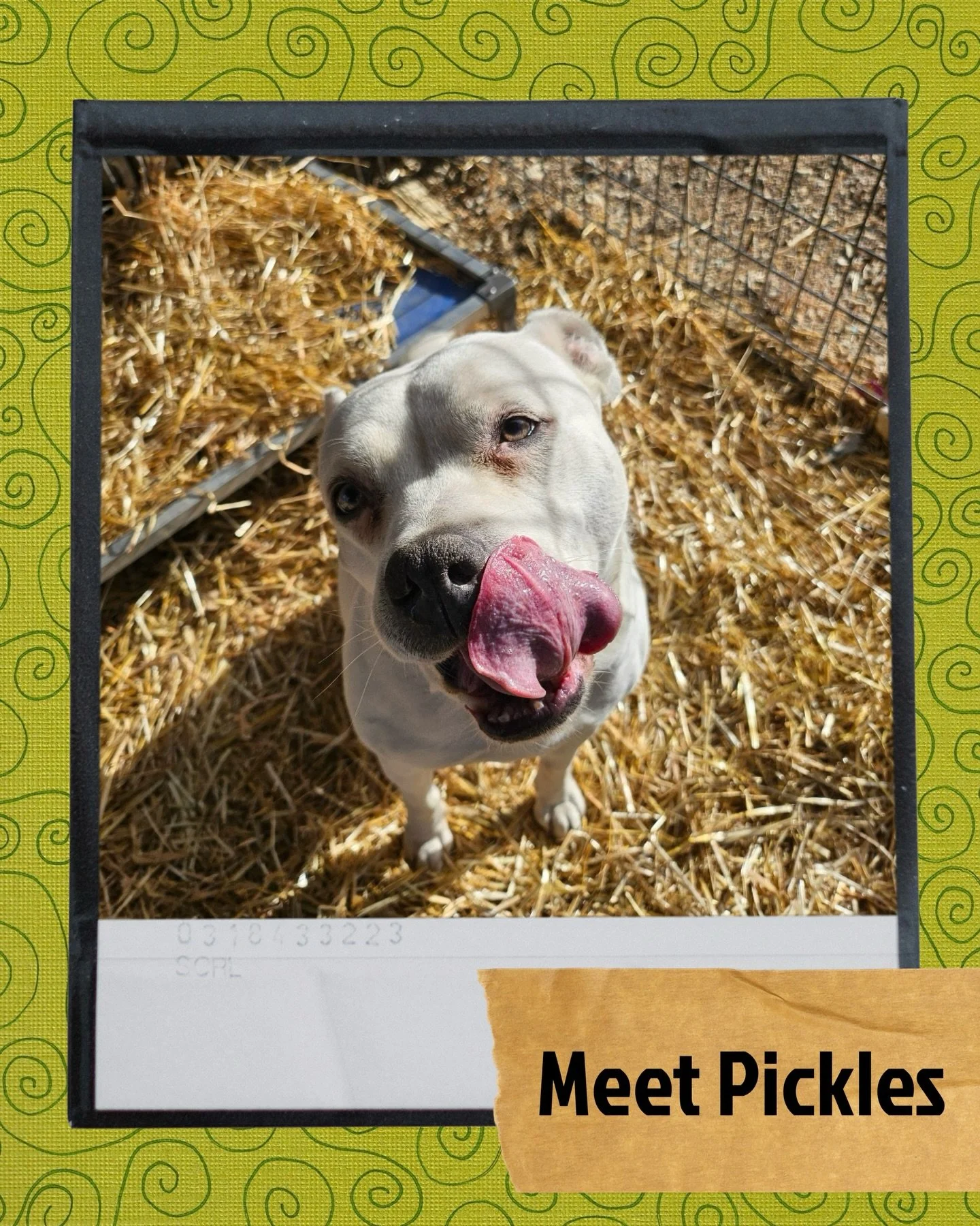 Meet Pickles&hellip; our longest resident 💔🐾

She&rsquo;s been waiting longer than any other dog here, watching others come and go while she&rsquo;s still hoping her turn will come.

Pickles is full of love, personality, and so much sweetness&mdash