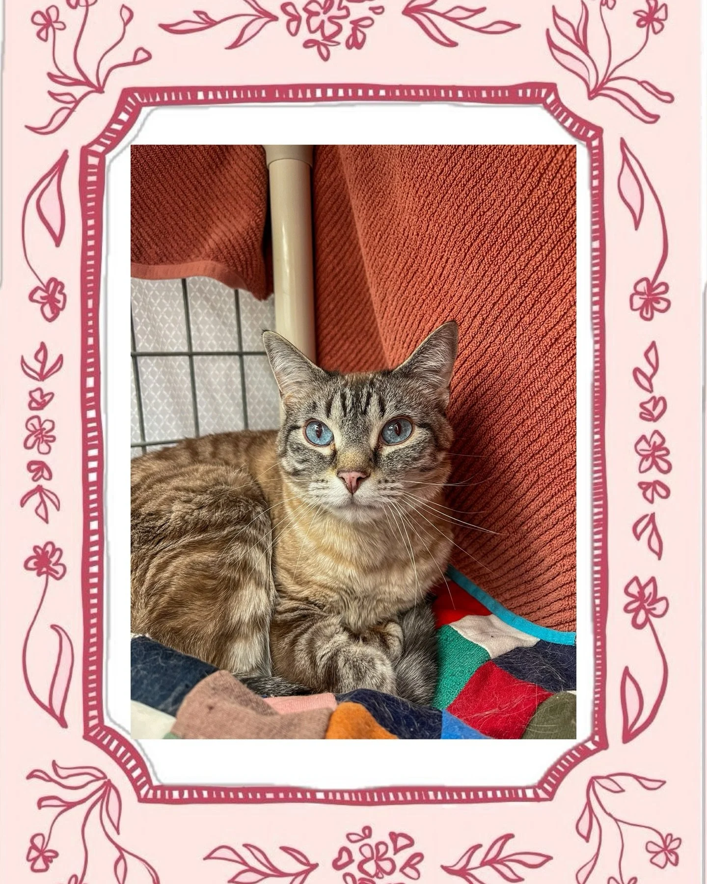 Meet the cats 😼
Professional nappers, snack enthusiasts, and certified chaos agents.
Adopt at your own risk (of falling in love).