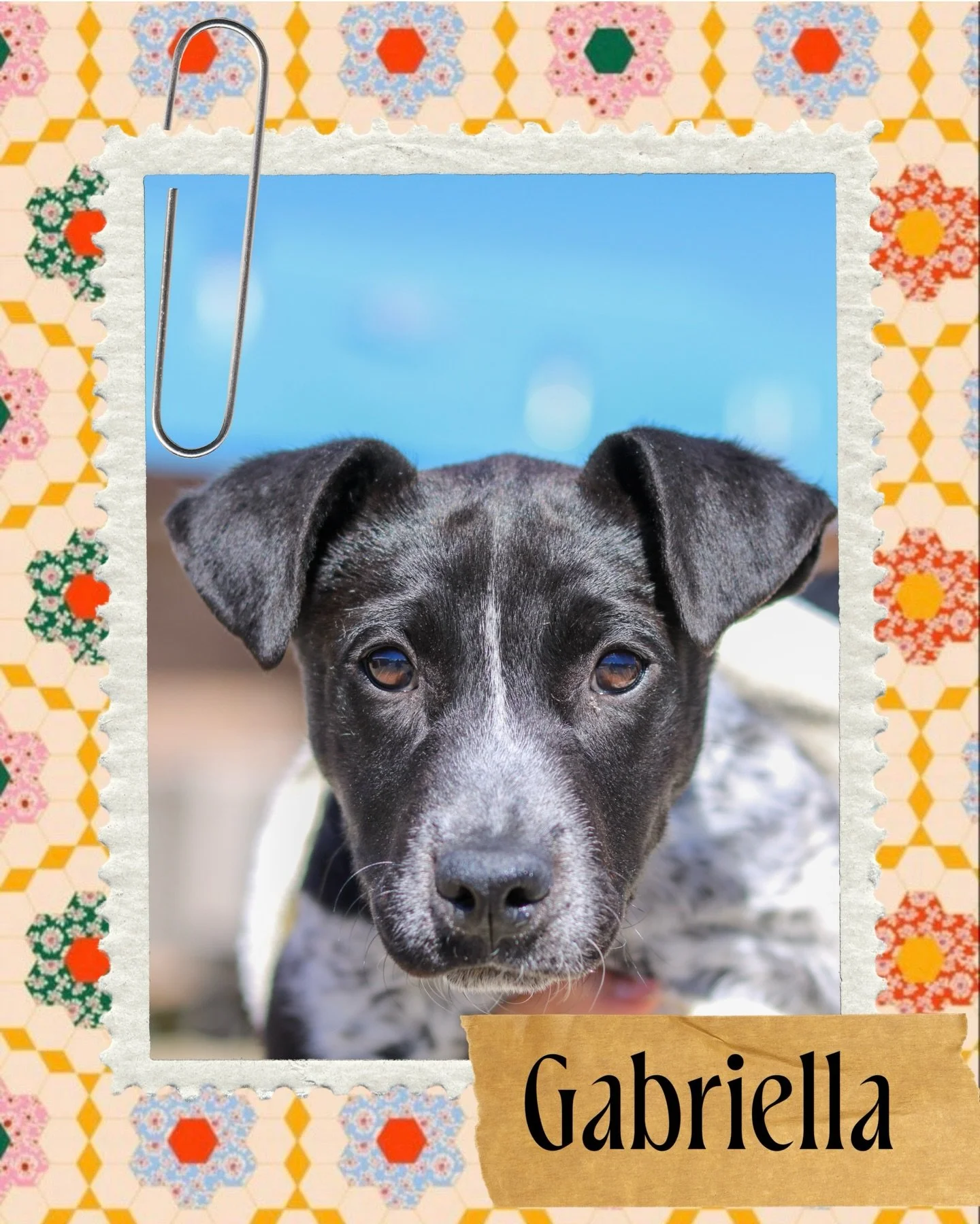 Meet all the puppies 🐶💕

Tiny paws. Big personalities. Endless love waiting to be found.

Each one of these little faces has a story&mdash;but what they really need is a future. A warm bed, a safe home, and someone to call their own.

Whether you&r