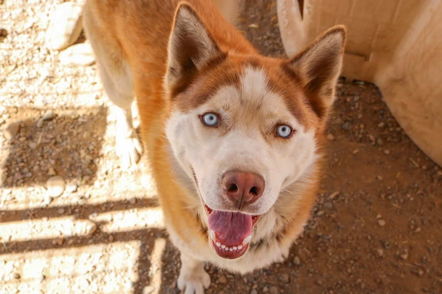 A peek into Stray Hearts&mdash;where healing begins, second chances are given, and every animal is still hoping their person is out there. 🐾