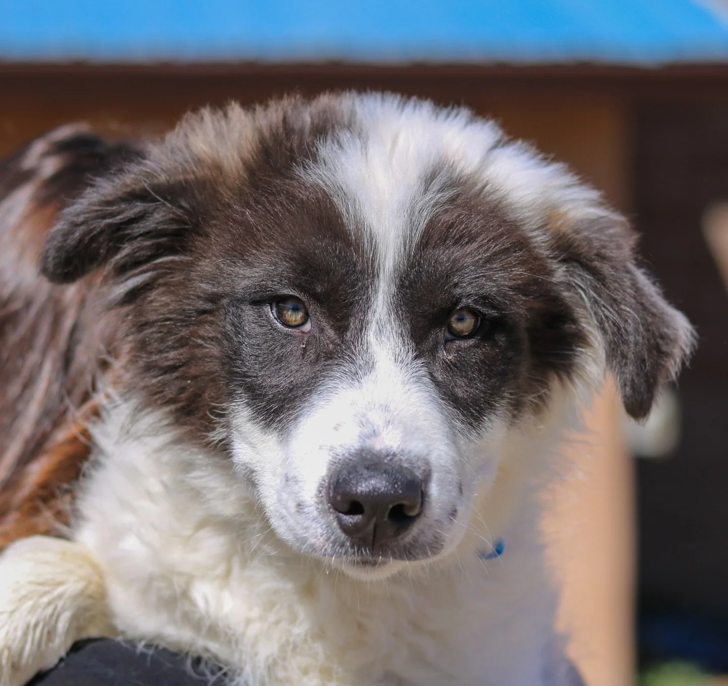 Happy National Puppy Day 🐾💛

Come adopt your new best friend today! From playful pups to cuddle bugs, we have so many sweet puppies ready to fill your life with love.

Give a puppy a second chance&mdash;and get unconditional love in return. 🐶✨

#a