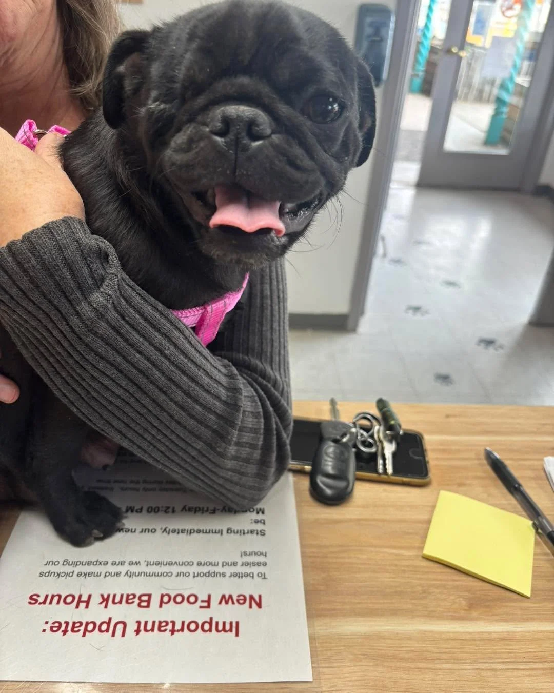 DO YOU KNOW ME? Found on the hill by the Ranchos de Taos Post Office around 3:30pm this afternoon, March 23rd. Intact female, 2-3 year old, wearing a pink harness. Appears to be nursing pups. Please call Stray Hearts 575-758-2981