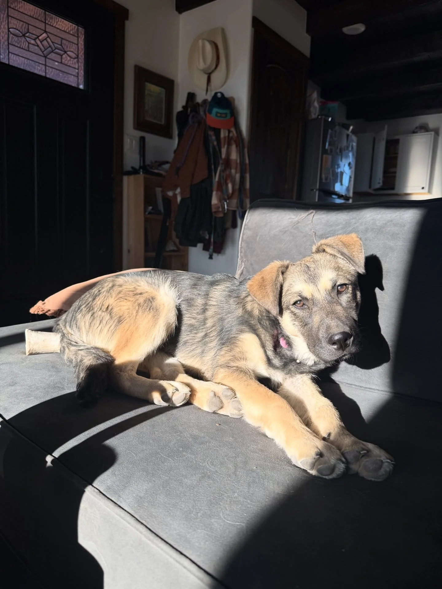 Meet Callie 💛
She&rsquo;s thriving in foster care and showing just how sweet and special she is. From cozy naps to happy tail wags, Callie is ready to bring all that love into a forever home.

Now all she needs is you. 🏡
Come meet Callie and see wh