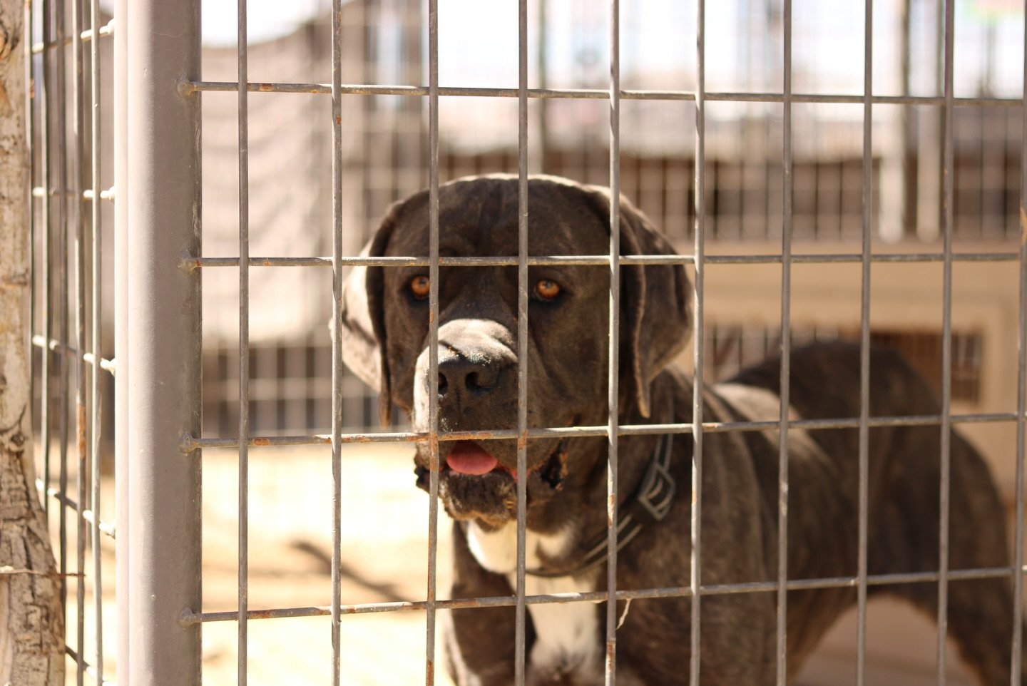 As it gets hotter outside, our dogs need help staying cool ☀️💦
We are in need of cooling blankets and kiddie pools&mdash;every donation makes a difference!