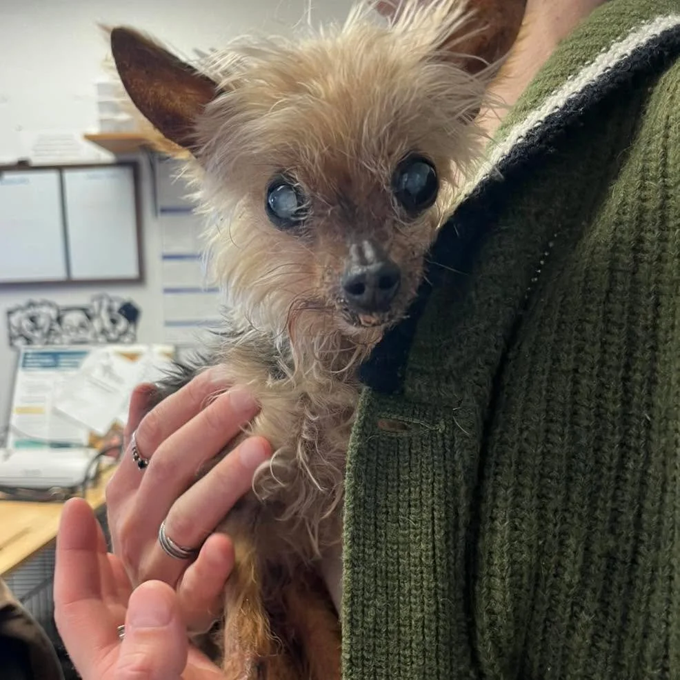 DO YOU KNOW ME? URGENT 

This very sweet, very elderly male Yorkie mix was brought to Stray Hearts earlier today. Unfortunately, his poor health necessitated a visit to Taos Veterinary Clinic, where his quality of life was determined to be extremely 