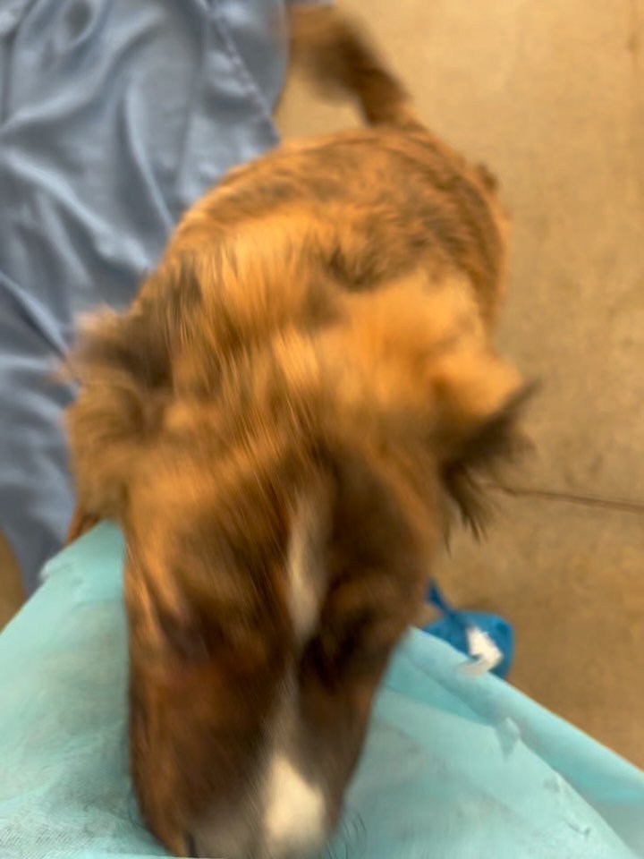 Dear Mayor Dan and Town of Taos Council Members,
 A few days ago, this young and adorable, very sweet puppy was abandoned at Ochenta Apartments by a seemingly disturbed homeless woman. She had parked her vehicle across the street and tied the puppy t