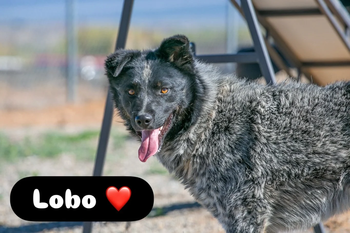 Check out our website and submit your application today! 🐾 Your future best friend is waiting&mdash;don&rsquo;t miss your chance to give them the loving home they deserve. 💛  thank you @moe_toad  for the awesome camera shots today!! 📸 #shelterdogs