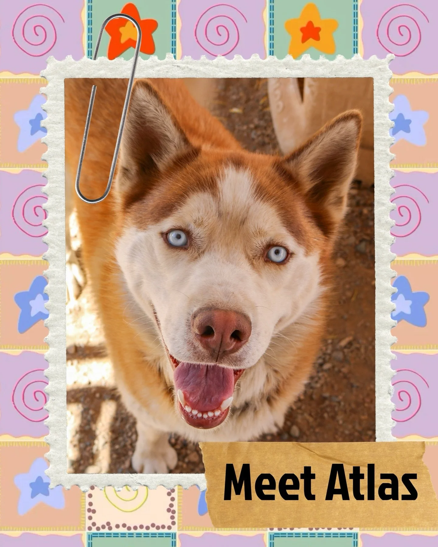 Meet Atlas 💙

This handsome boy has the brightest blue eyes and an even brighter personality. Atlas is dog-friendly, full of love, and ready to be your new best friend. Whether it&rsquo;s playtime or cuddle time, he&rsquo;s just happy to be by your 