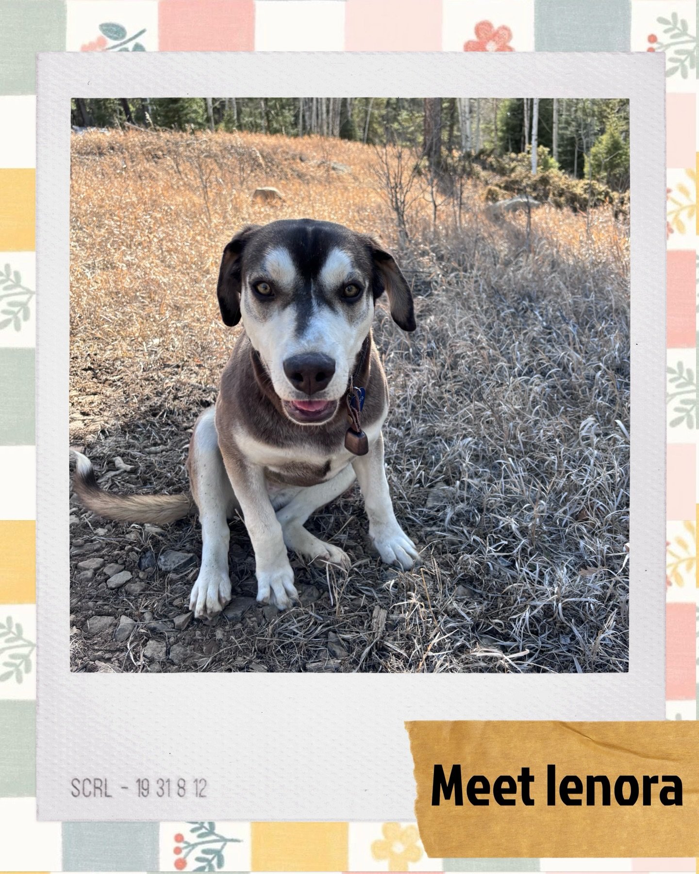 Meet Lenora 🌾

With her soft eyes and gentle spirit, Lenora is the definition of a sweetheart. She&rsquo;s the kind of girl who will happily sit by your side, enjoy the outdoors, and be your quiet, loyal companion.

All she&rsquo;s missing is a fore