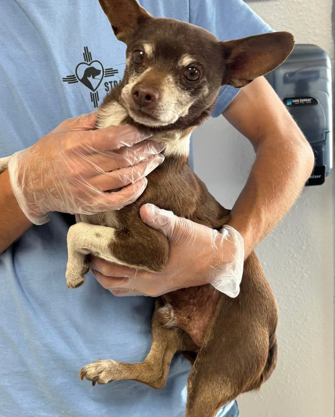 DO YOU KNOW ME?

Handsome chocolate colored chihuahua, intact male, appears to be 10+ years old, no microchip. Found at the Sinclair gas station in Questa, NM, morning of 4/6/2026. Friendly but a bit nervous with strangers. Jumped right into his find