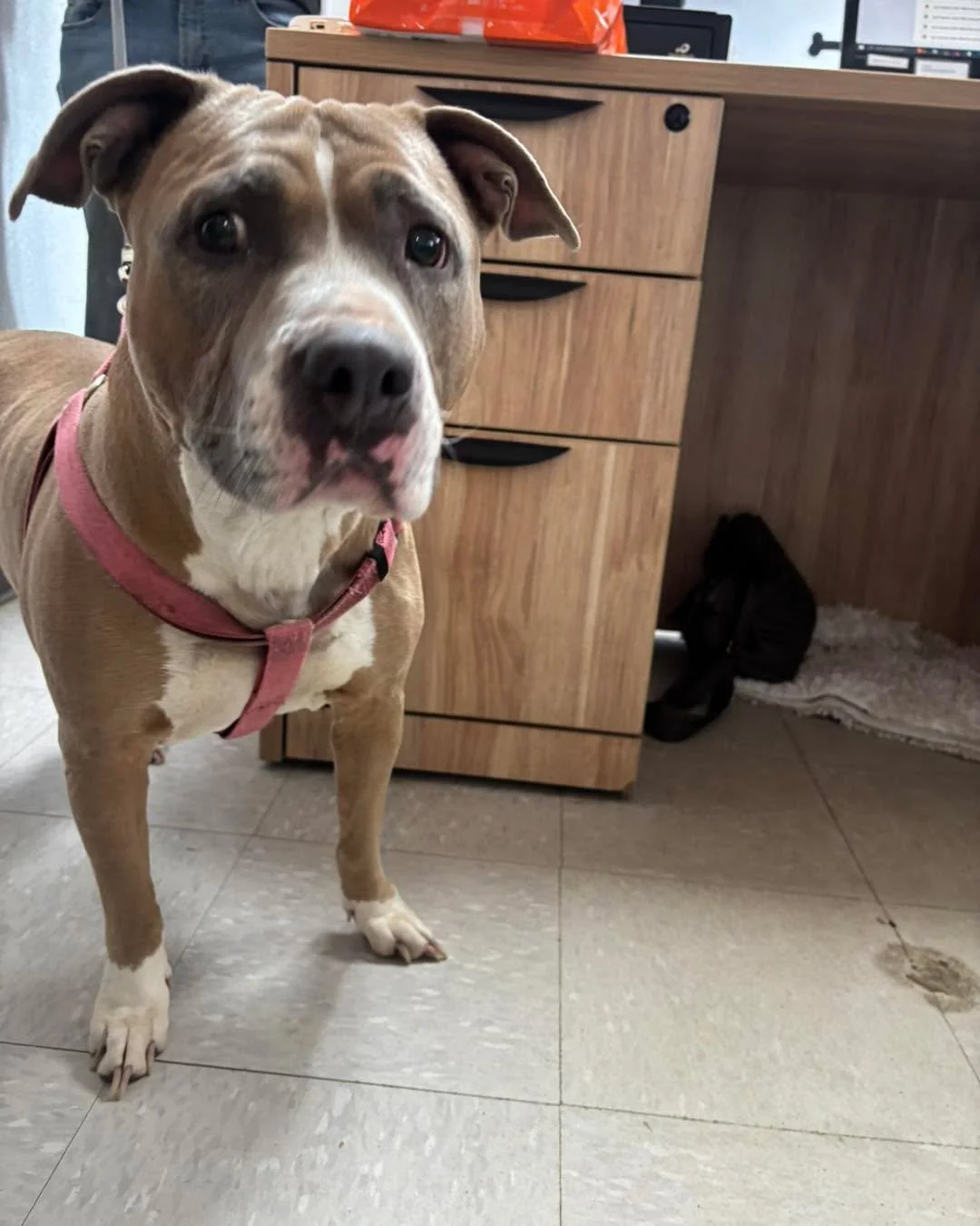DO YOU KNOW ME?

Gorgeous intact female pittie mix, 2 - 3 years old, found running loose in the Taos Canyon. No collar, no microchip. Very friendly with people! Appears clean, well fed, and healthy. If you recognize this beautiful girl, give Stray He