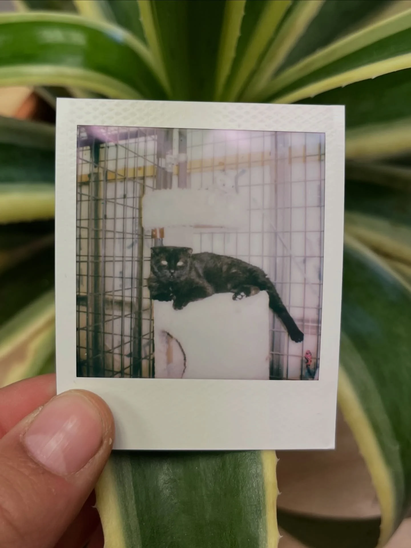 Bagheera Our longest resident is still waiting&hellip; 🐾

This sweet old man kitty has spent far too many days in a shelter instead of a cozy home. All he wants is a warm lap, a quiet space, and someone to love him through his golden years 💛

Let&r