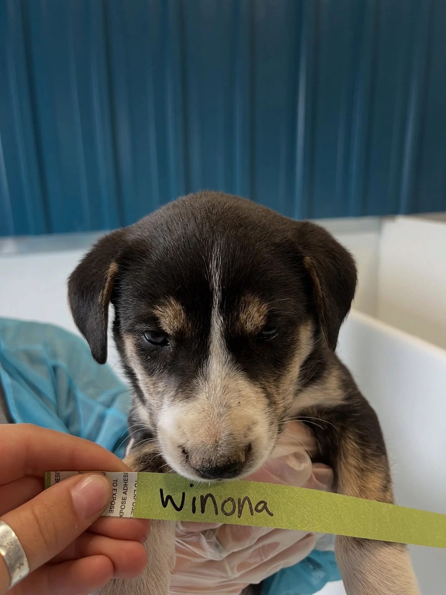 We are overflowing with puppies right now and we NEED fosters 🐾💔

Tiny babies, playful pups, shy ones finding their confidence&mdash;they all deserve a safe place to land. Fostering saves lives, plain and simple. It gives these puppies a break from