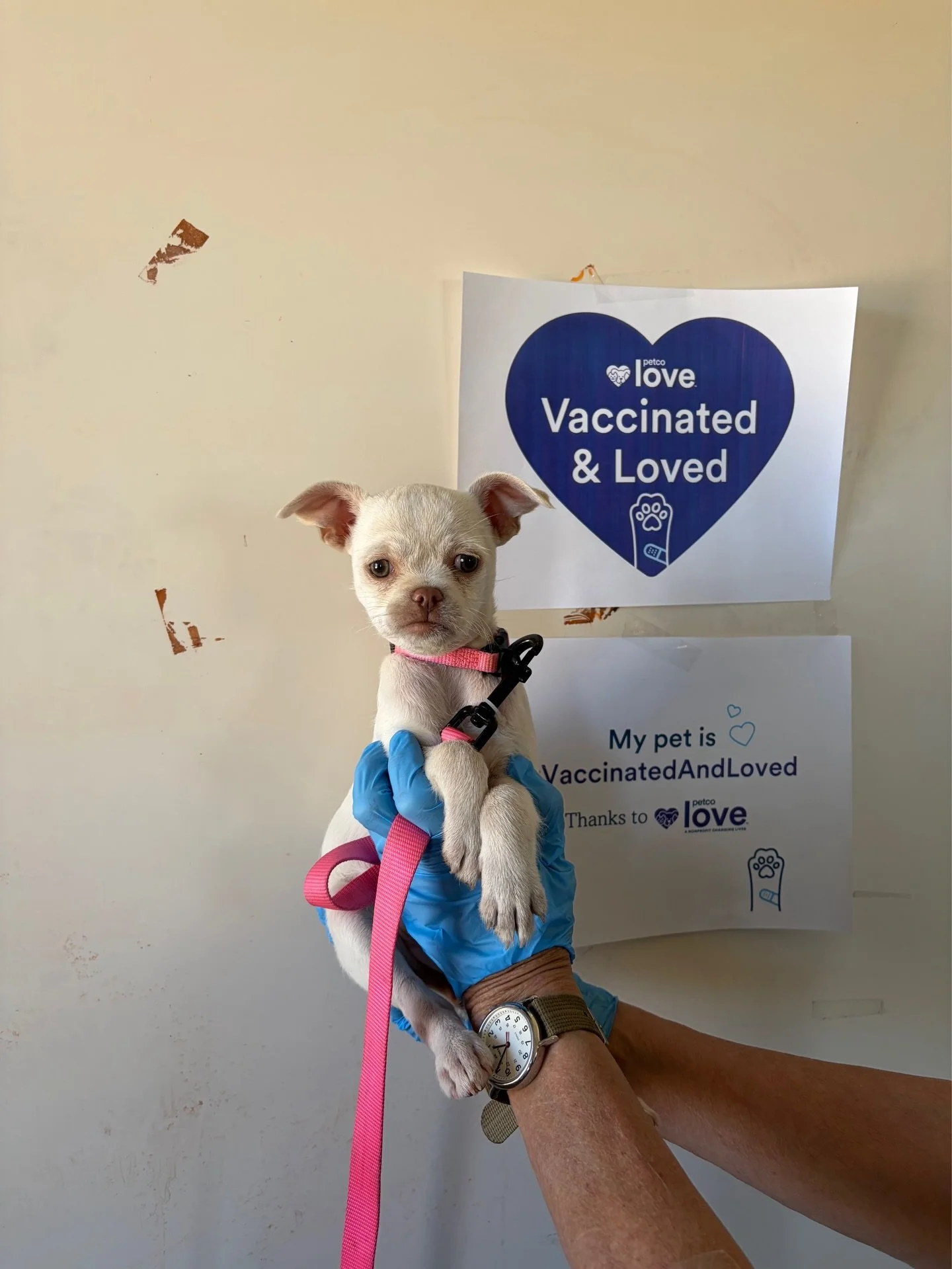 Big thanks to Petco Love for helping 73 pets stay healthy and vaccinated! 🐾💉 #HealthyPets #PetcoLove #StrayHearts&rdquo; @petcolove