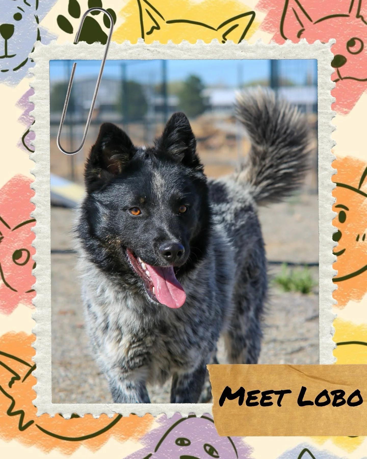Meet Lobo 🐾

Just one year old, and already dreaming of a life filled with love, adventure, and a place to truly belong. Lobo is a heeler/shepherd mix with a big heart and even bigger energy&mdash;he&rsquo;s the kind of dog who just wants to be by y