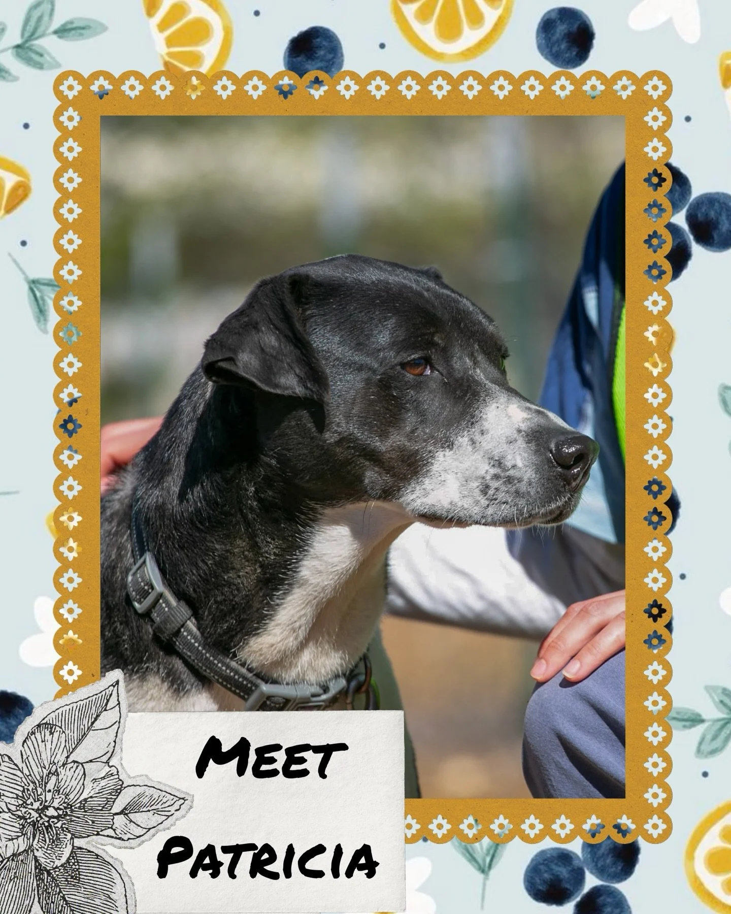 Meet Patricia 🤍

Patricia is the definition of a gentle, old soul. All she wants in this world is love, soft cuddles, and someone to share her heart with. The moment you meet her, you&rsquo;ll understand&mdash;there&rsquo;s just something about her 