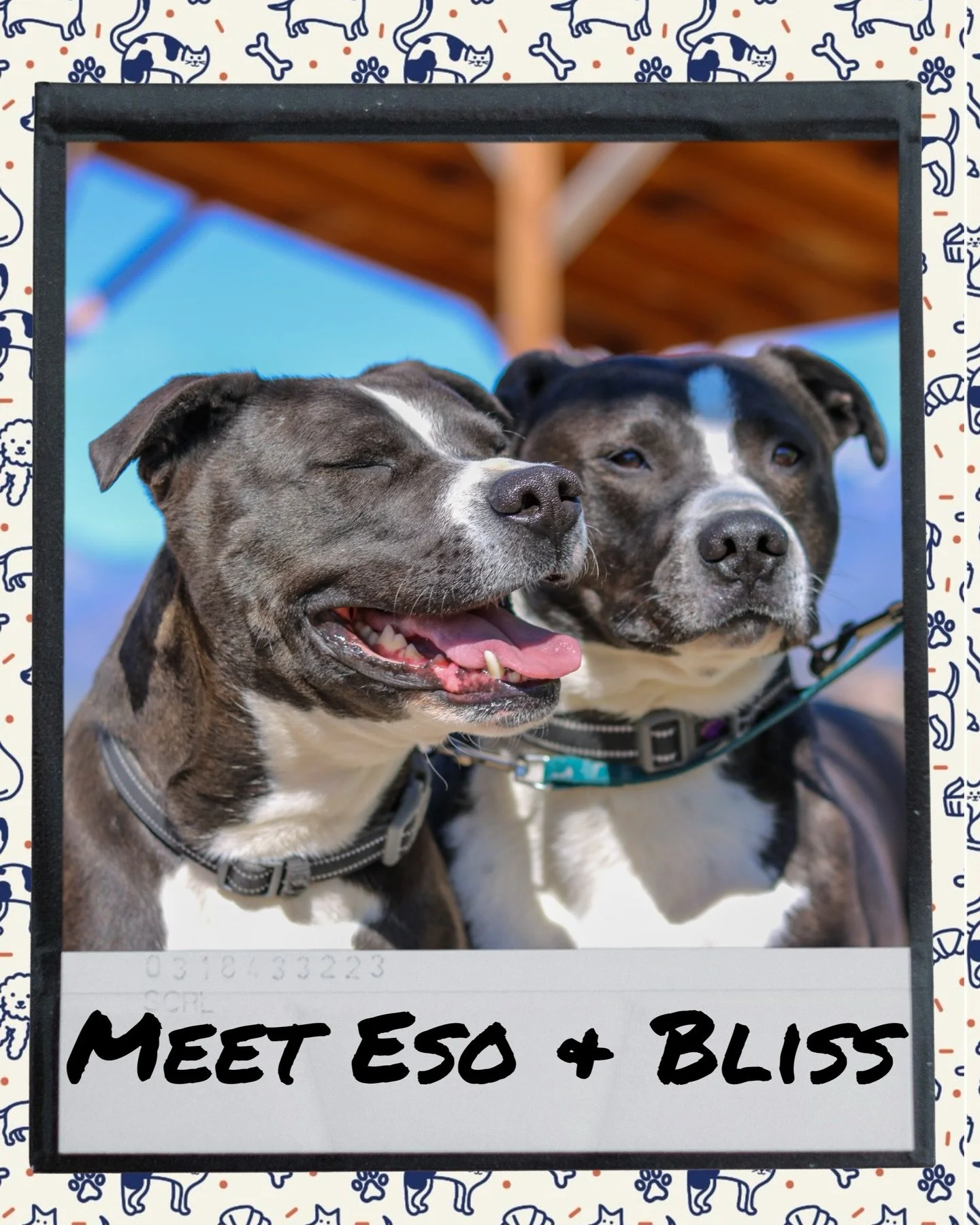 Meet Eso &amp; Bliss 🐾🤍

These two sweet souls have spent their entire lives side by side, and their bond is something truly special. After being surrendered by their owner, they&rsquo;ve found themselves waiting&hellip; and waiting&hellip; for som