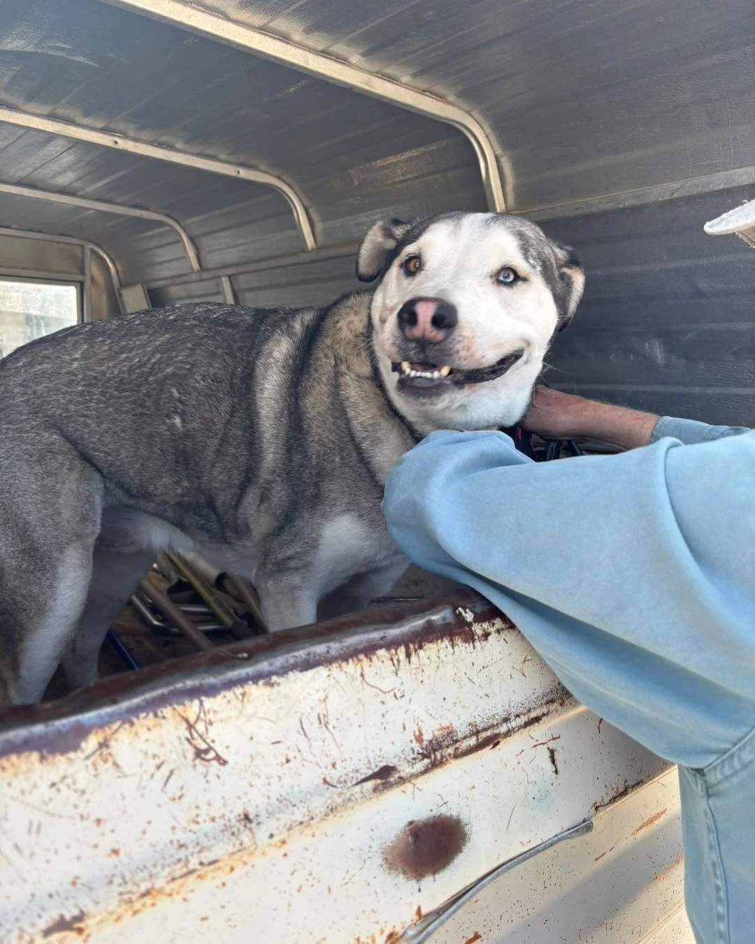DO YOU KNOW ME? URGENT 🐾❤️&zwj;🩹

Male husky, five or six years old, assumed neutered, found with severe tail injury by the Ranchos de Taos post office. Dog has heterochromia (one blue eye, one brown) and was found wearing a brown camo collar. Very