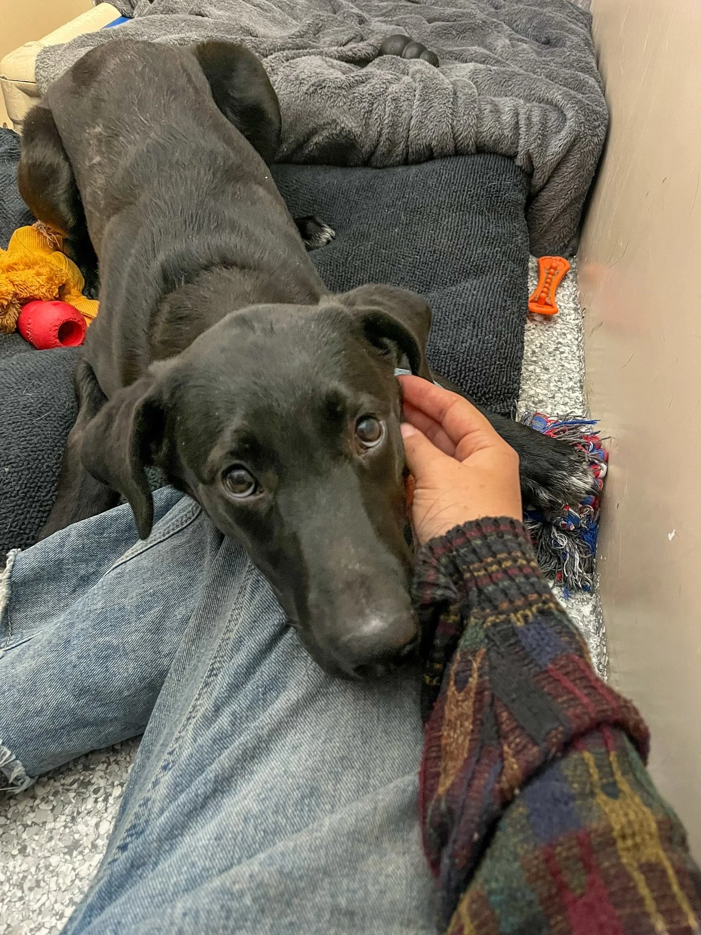 Meet Azu 💔
Yesterday, he had a loving home. Today, he&rsquo;s in the shelter&mdash;an overwhelming and stressful place for a young pup.

Azu is a 5-month-old Lab who&rsquo;s great with other dogs and full of love to give. He just needs to be neutere