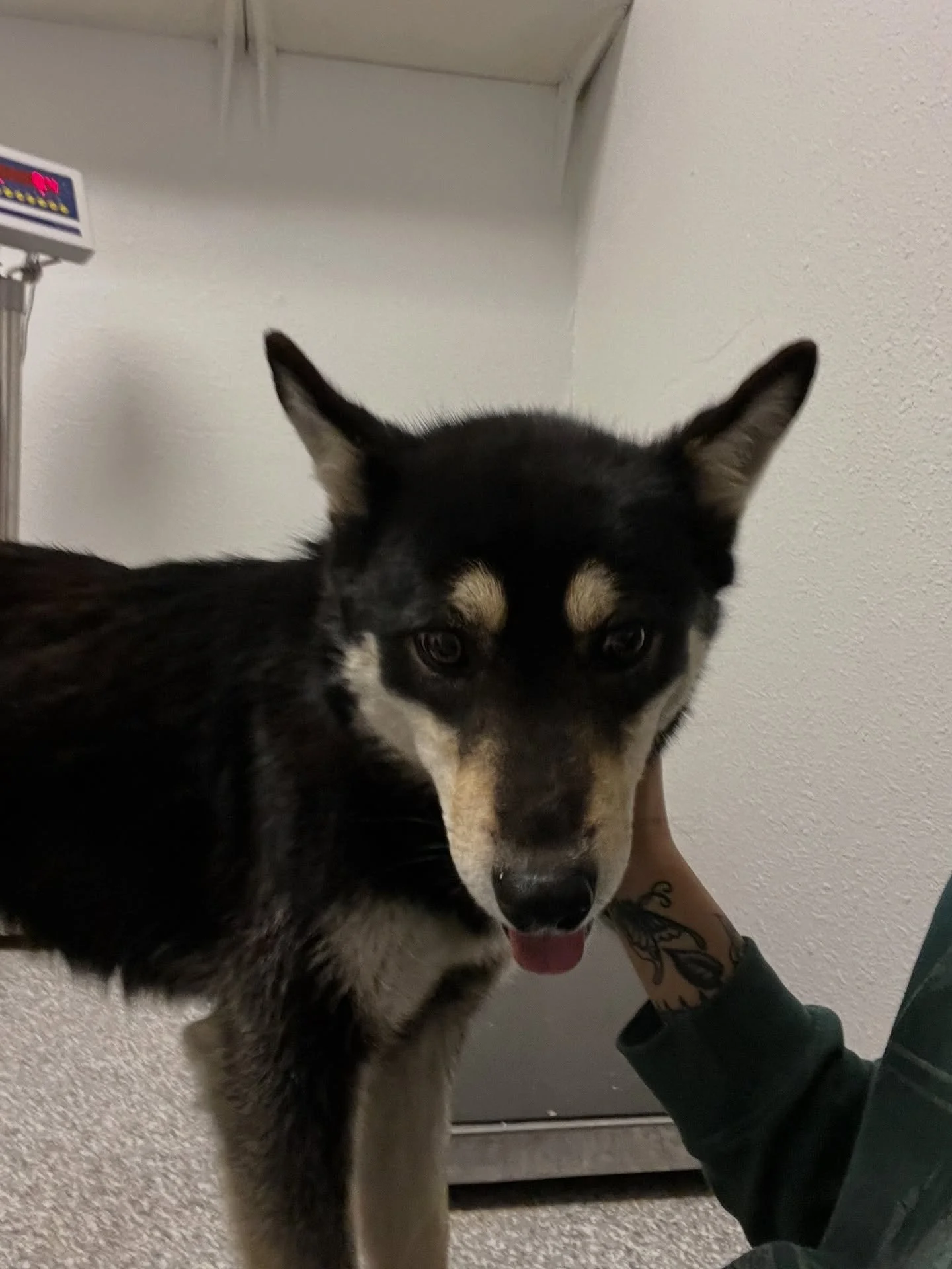 Do you know me ?  Female possibly intact.